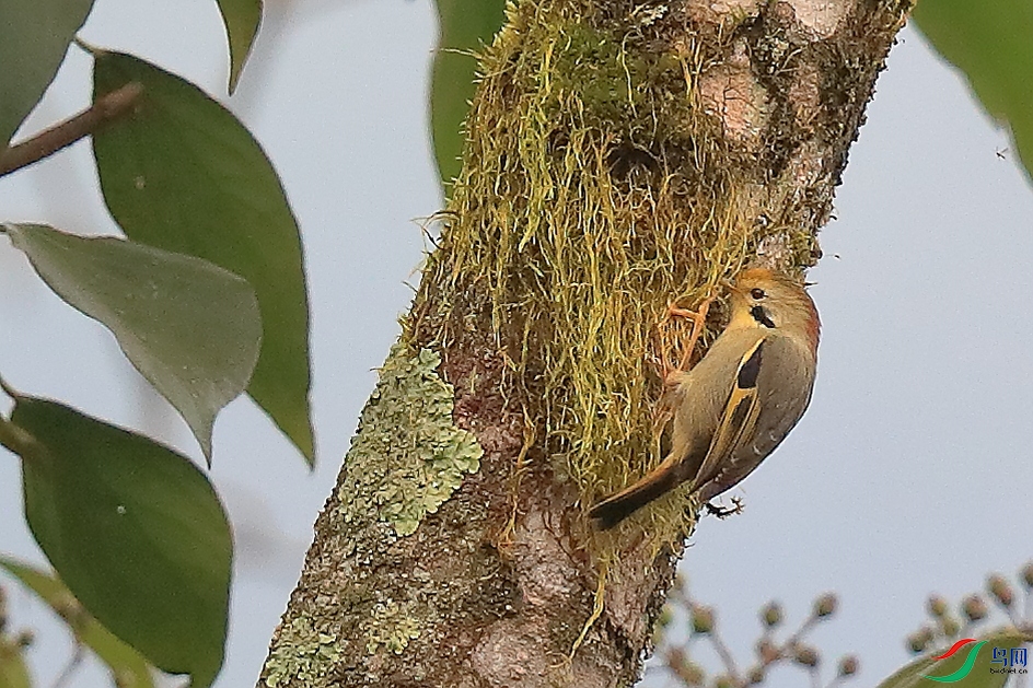 ���ȸ��Gold-fronted Fulvetta������ ��Σ��