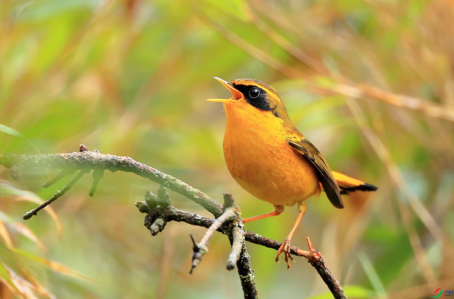 ��ɫ���Golden Bush-Robin