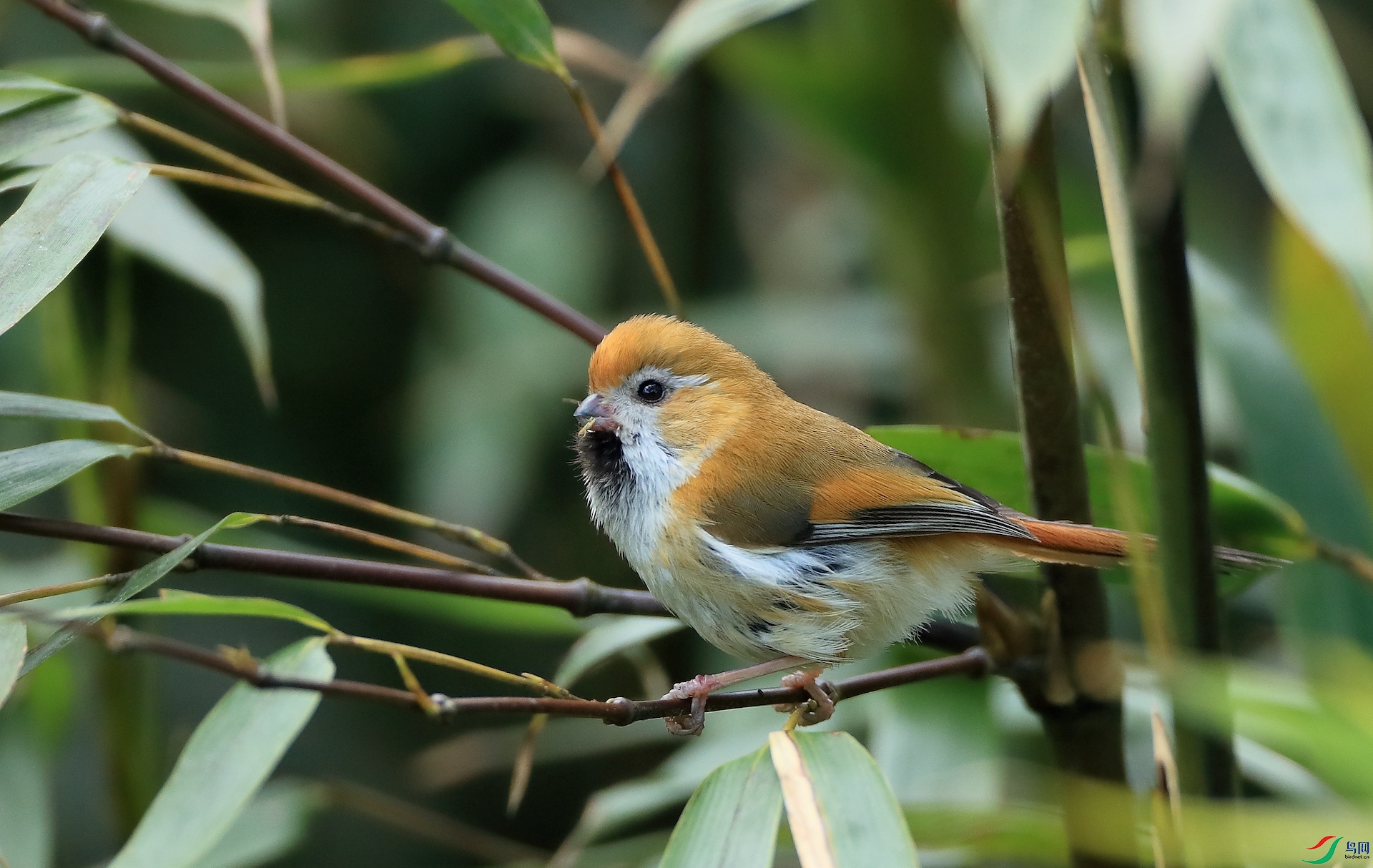 ��ɫѻȸGolden Parrotbill