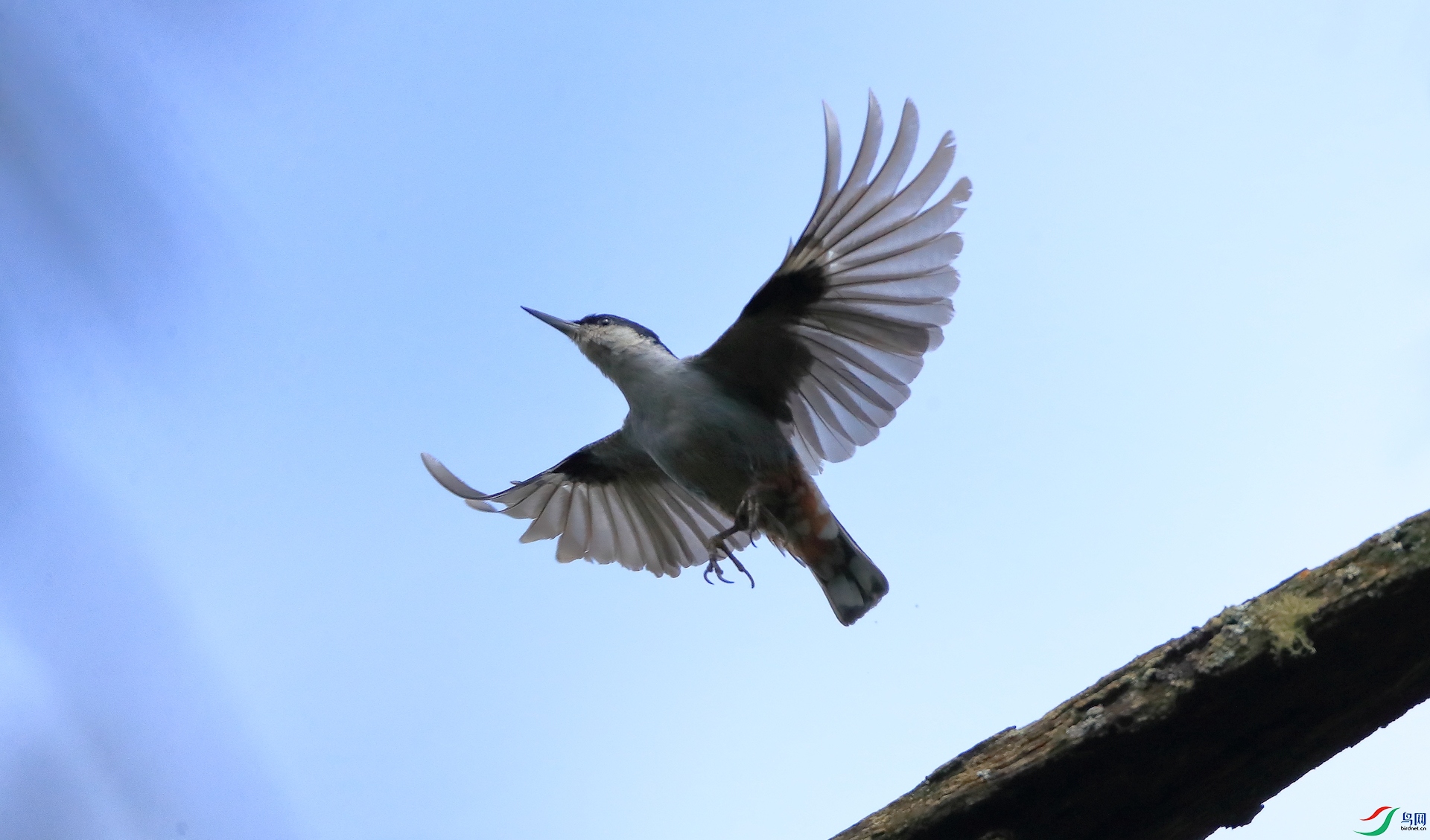 ����Giant Nuthatch����Σ��
