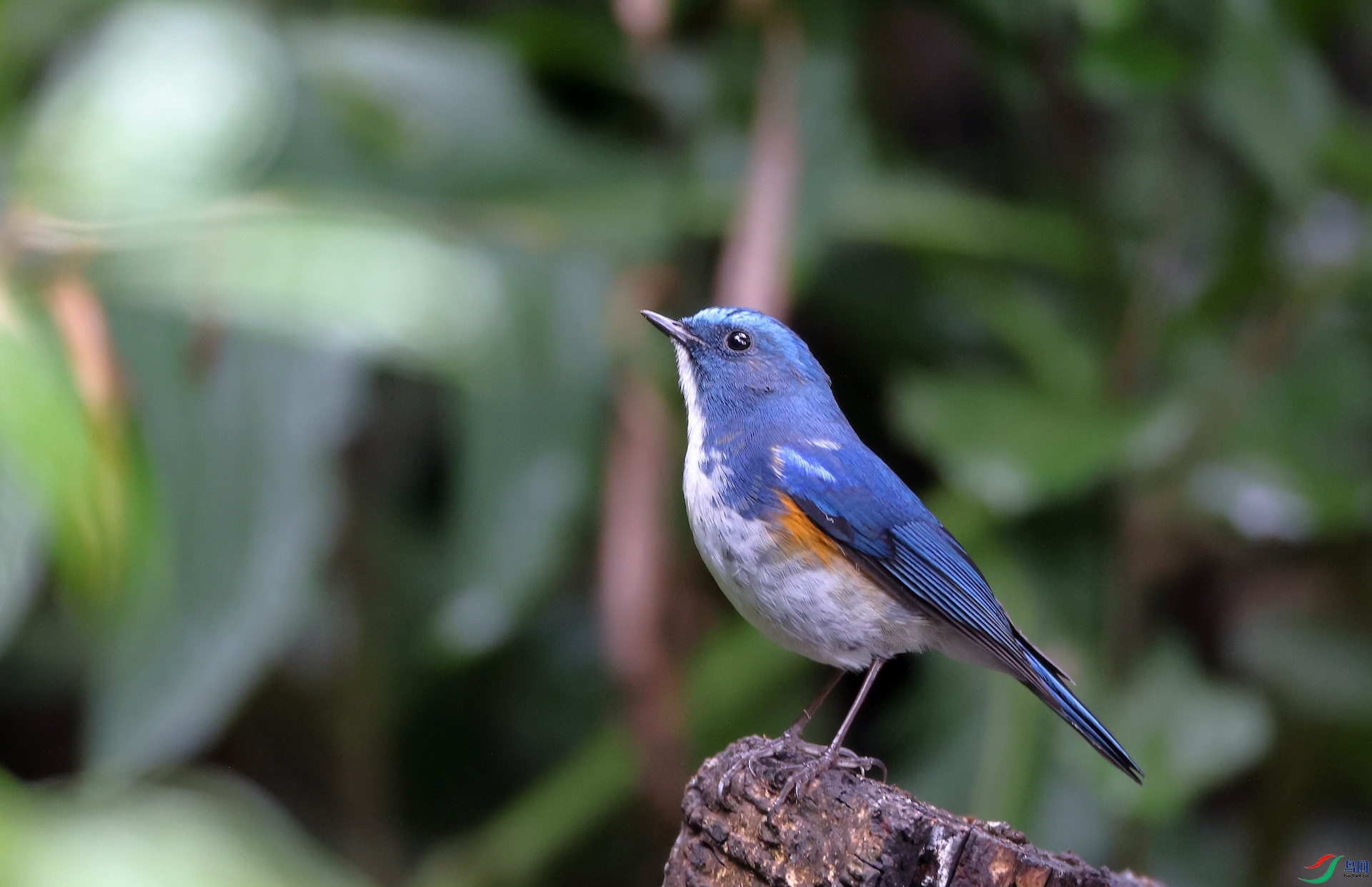 ��ü���Himalayan Bluetail