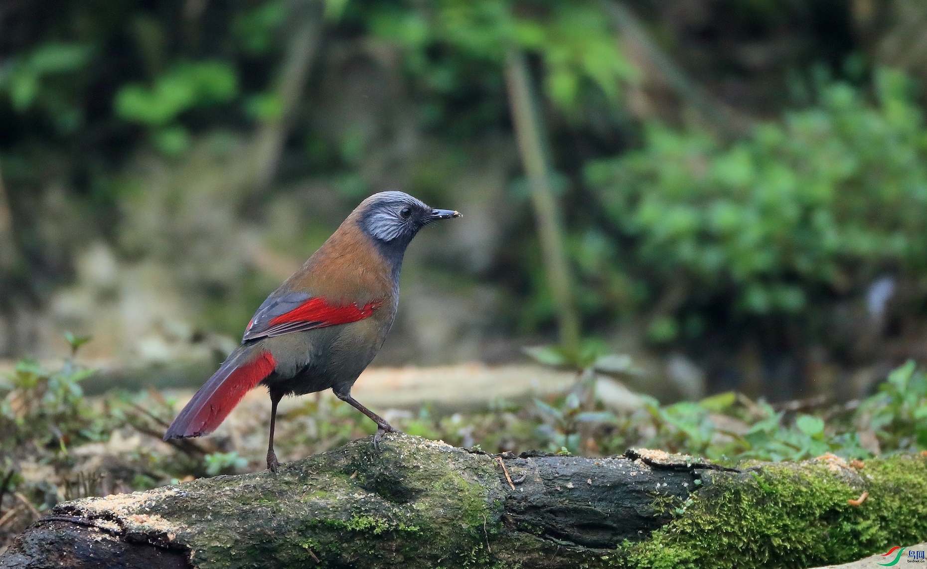��ɫ����Red-winged Laughingthrush