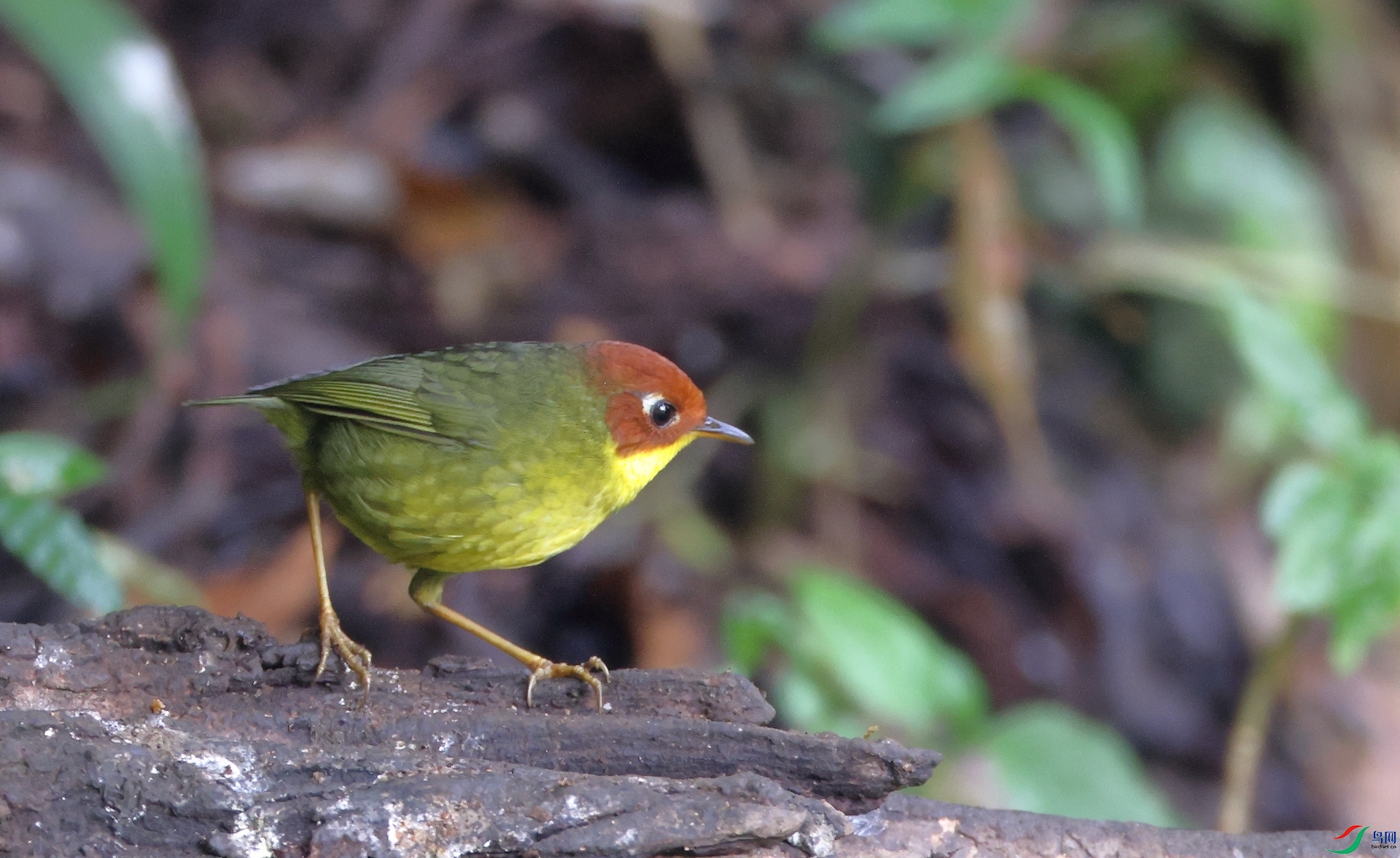 ��ͷ��ݺChestnut-headed Tesia