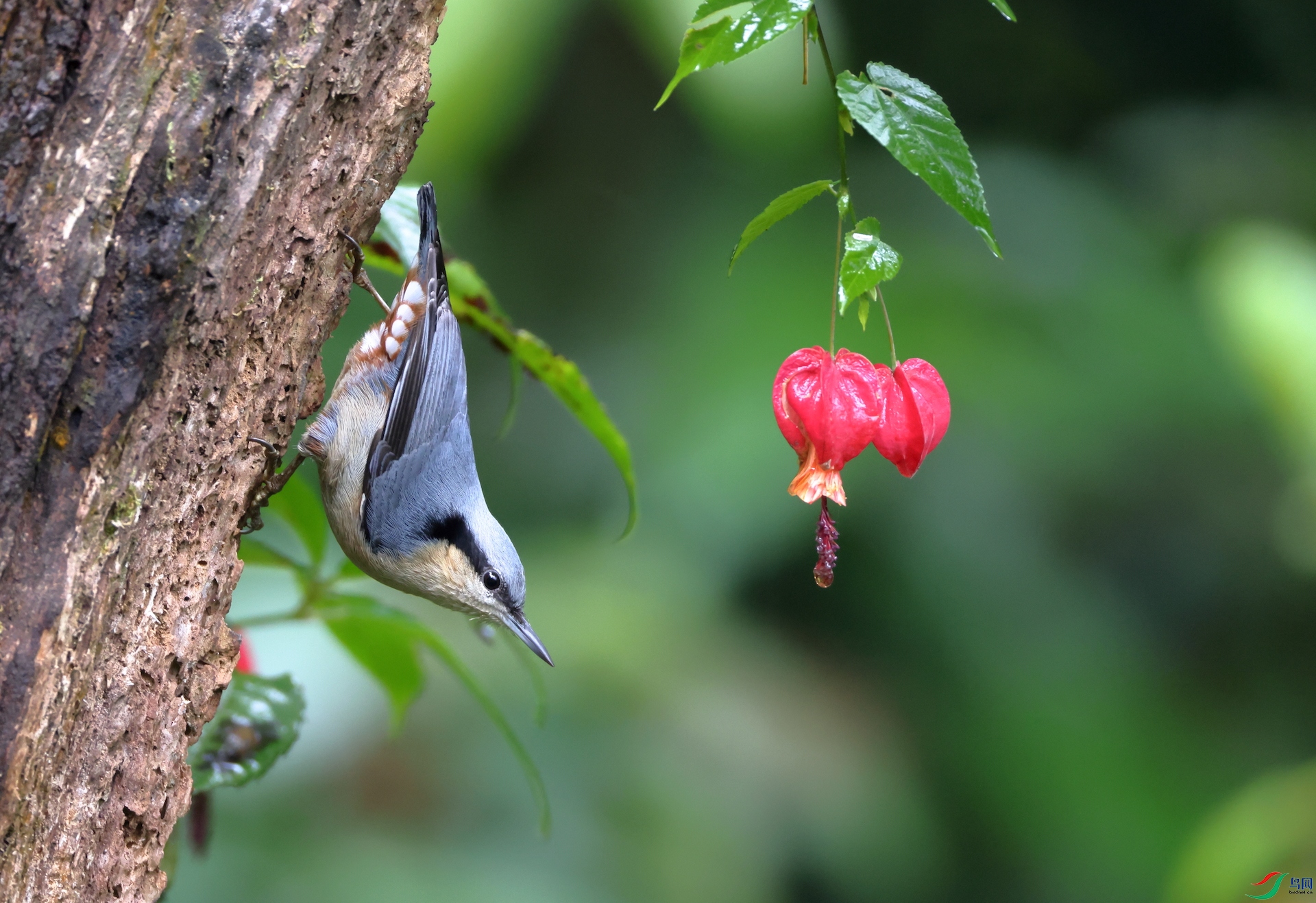������Chestnut-vented Nuthatch