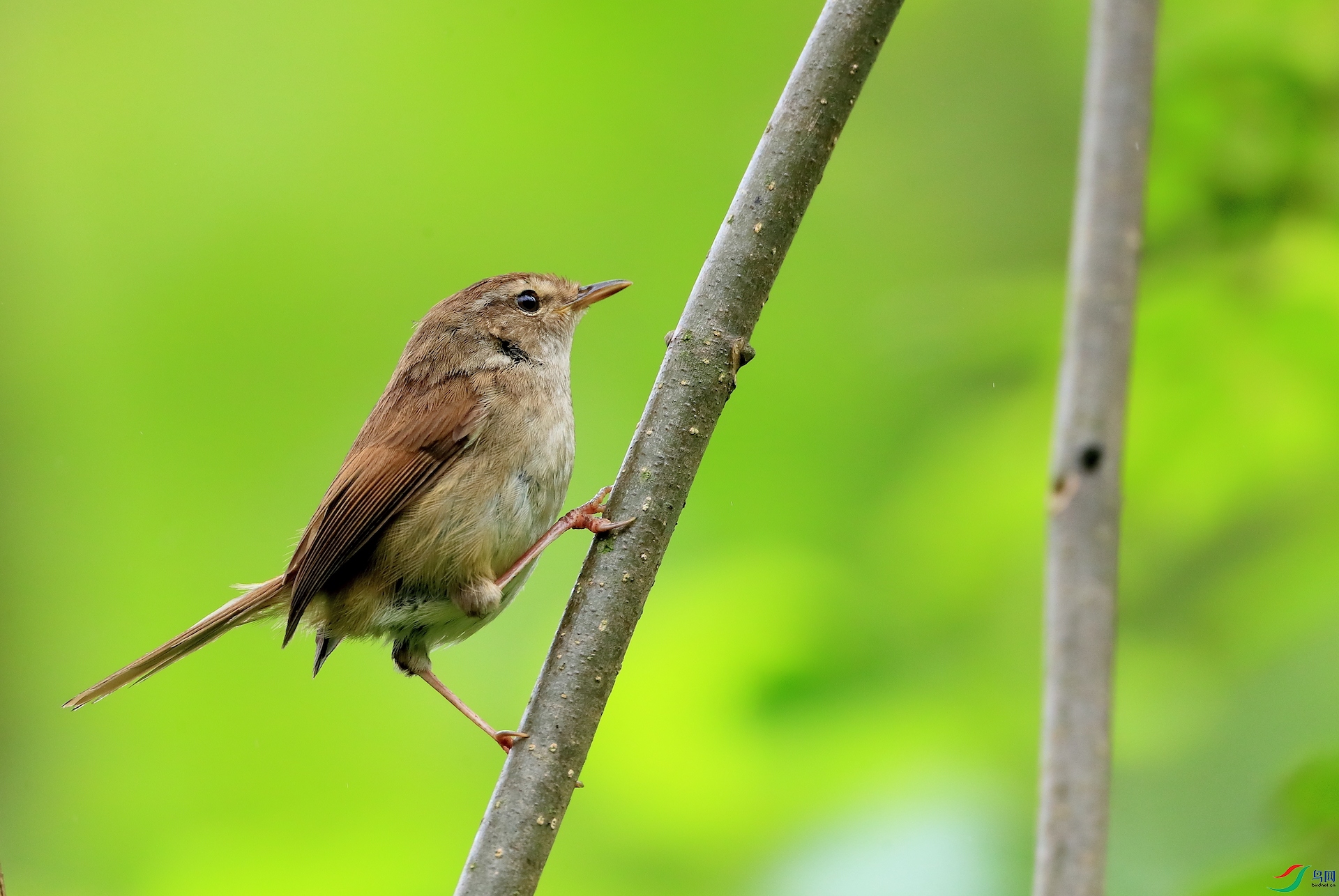 ǿ����ݺBrownish-flanked Bush Warbler