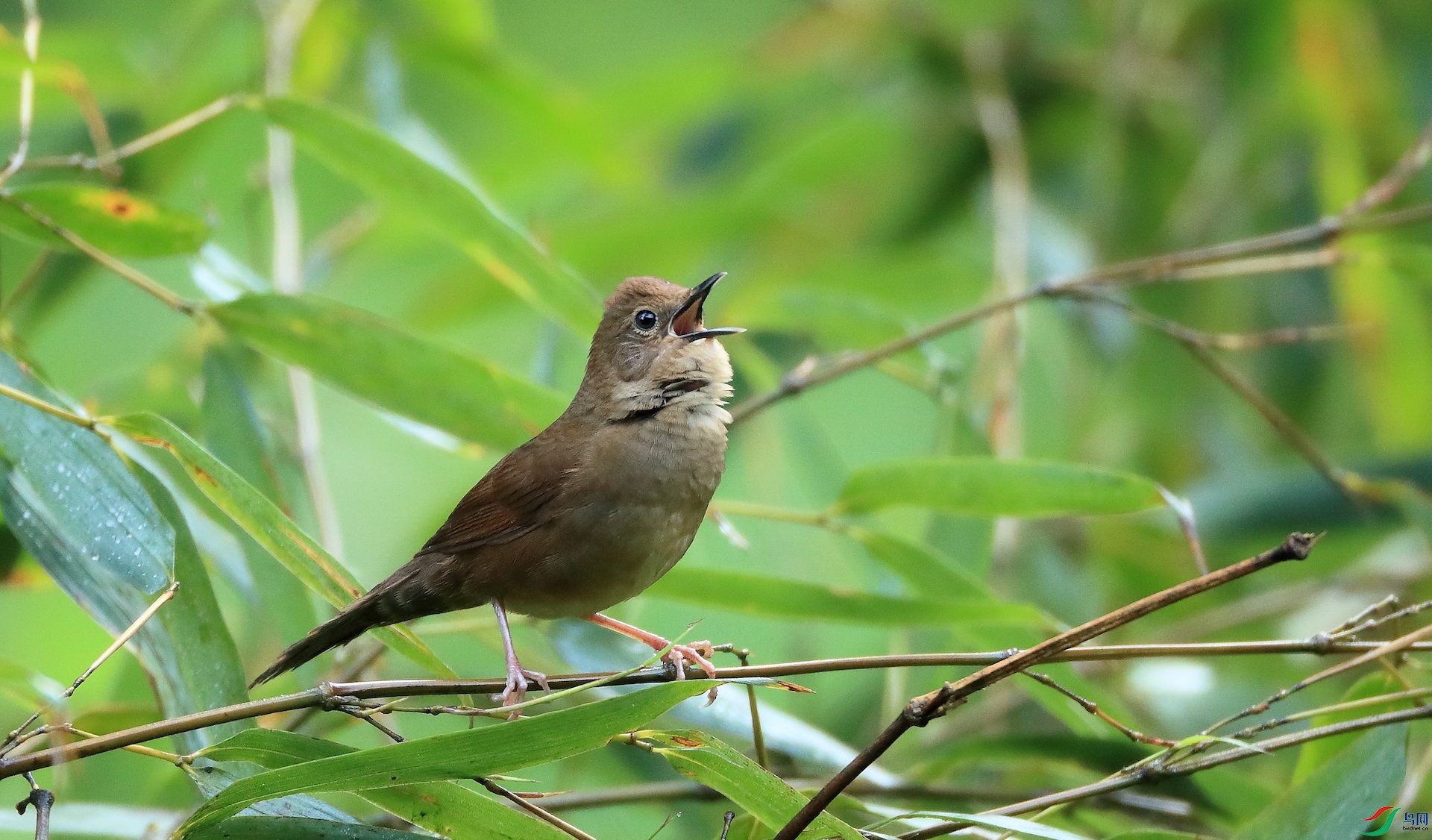 �Ĵ��̳�ݺSichuan Bush Warbler