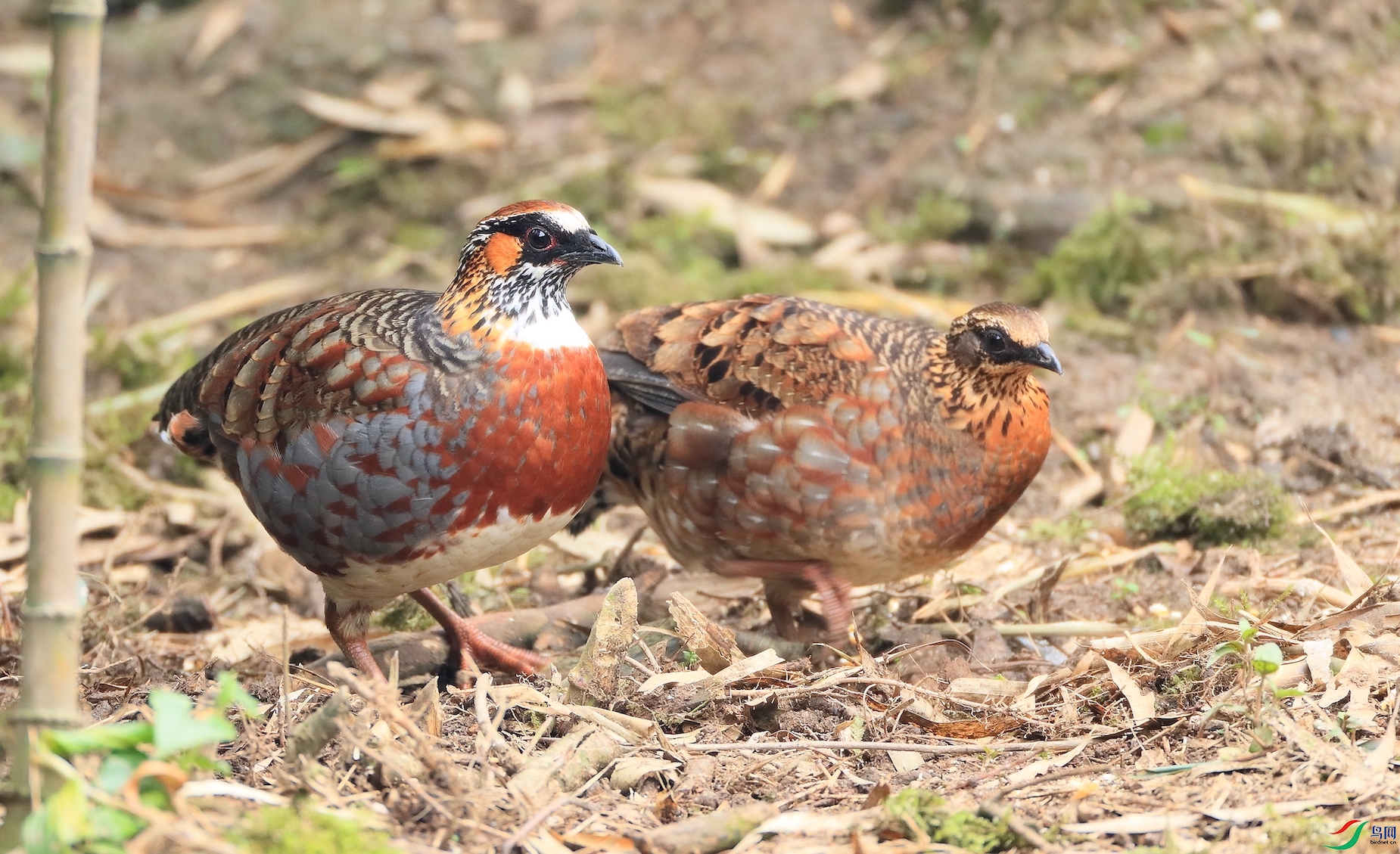 �Ĵ�ɽ���Sichuan Partridge������ ��Σ��
