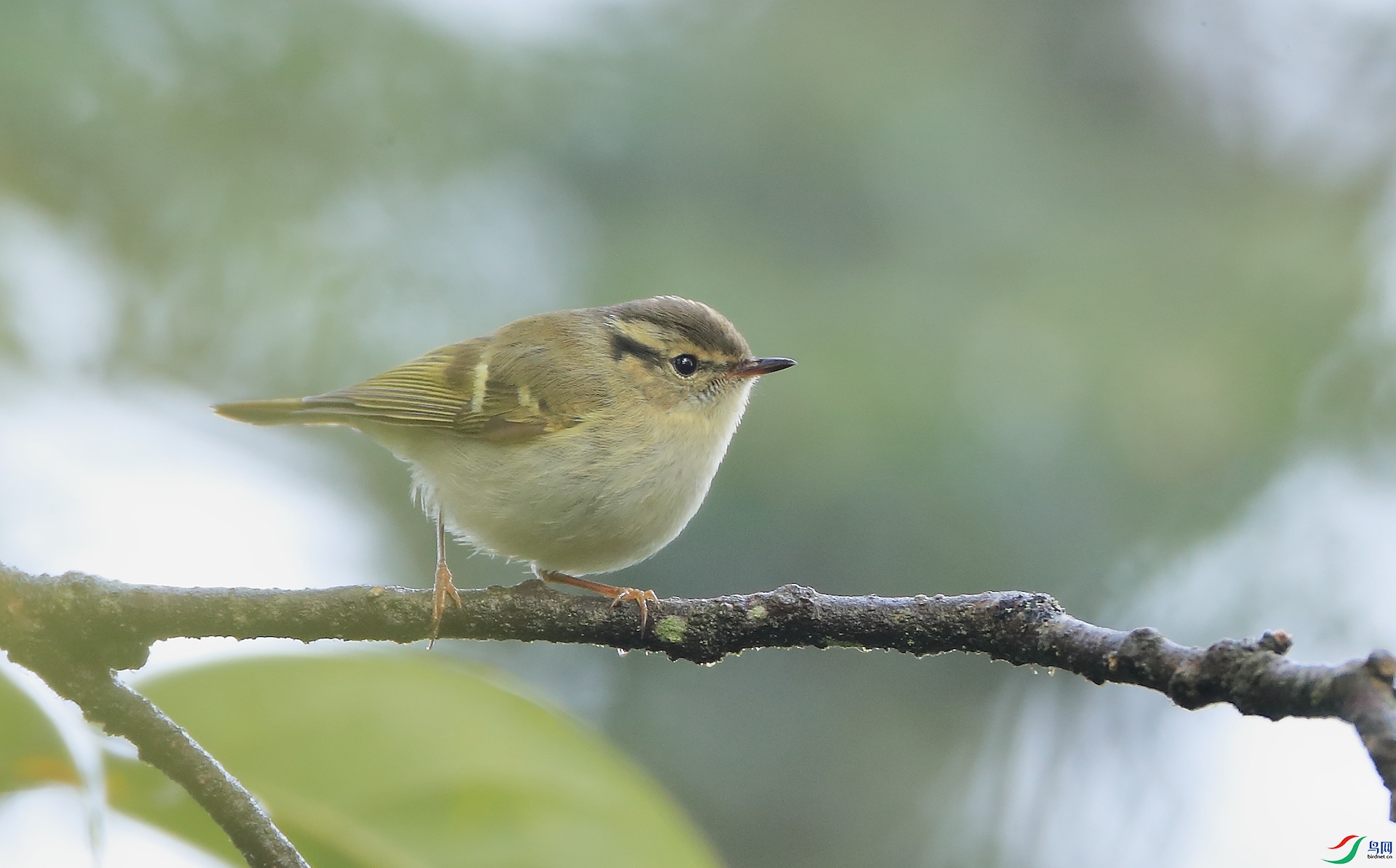 ������ݺLarge-billed Leaf Warbler