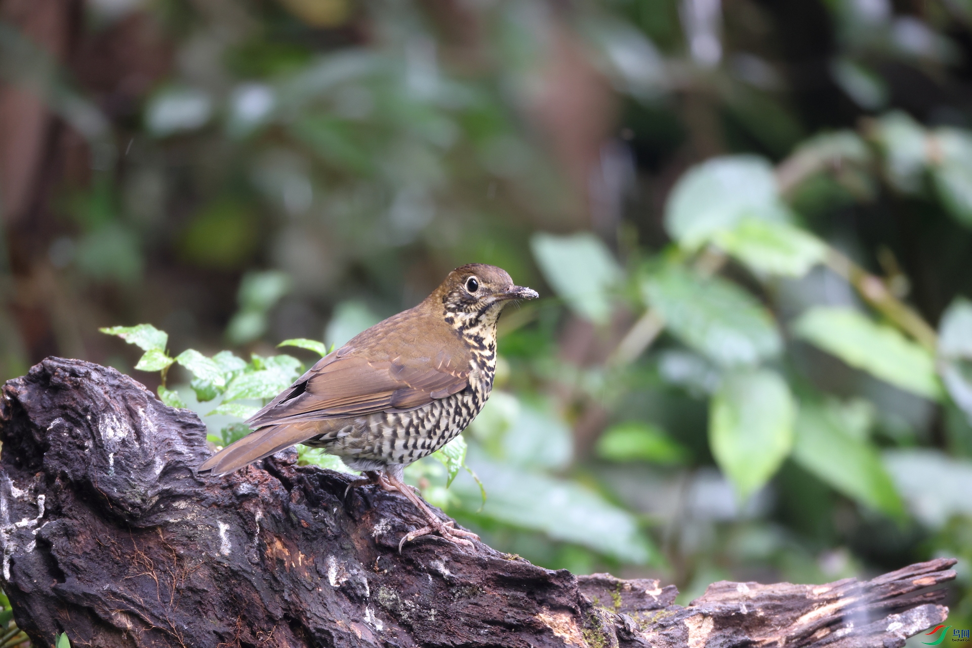 ϲɽ�ⱳ���Himalayan Thrush