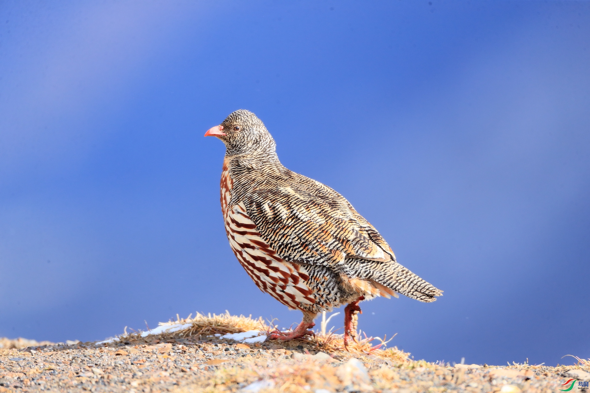 ѩ��Snow Partridge
