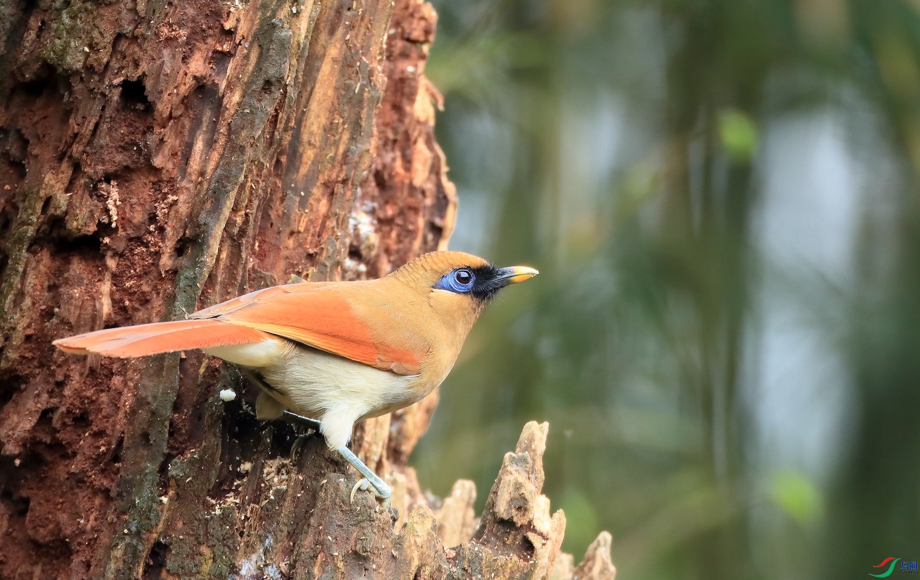 ������Buffy Laughingthrush
