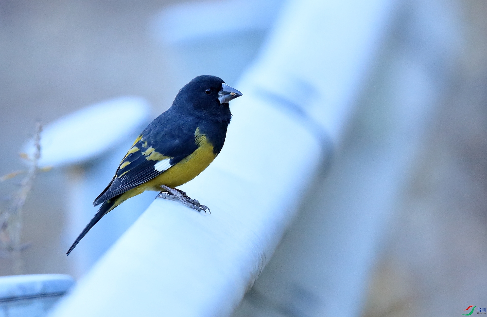 �װ߳�������ȸWhite-winged Grosbeak