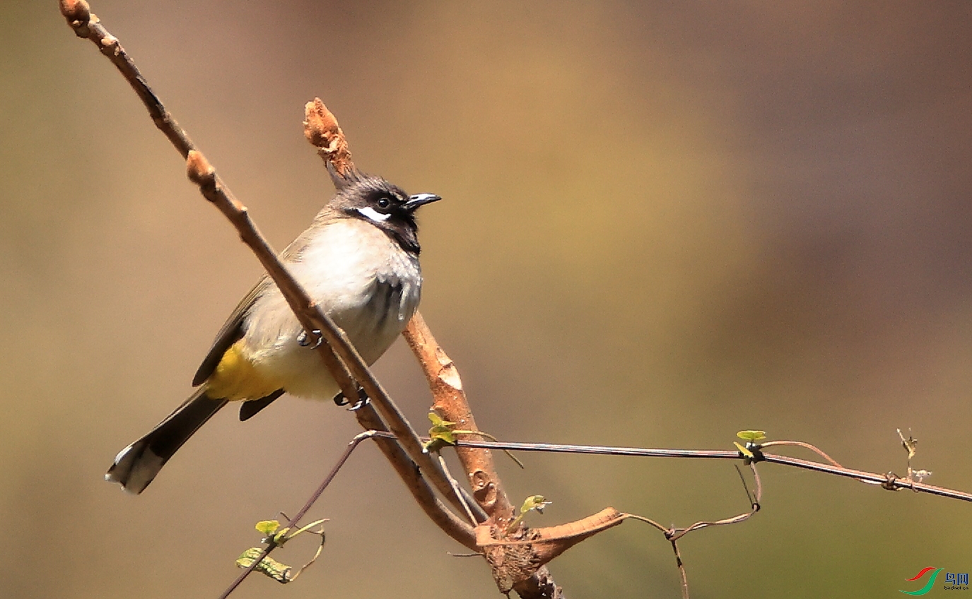 �׼���Himalayan Bulbul