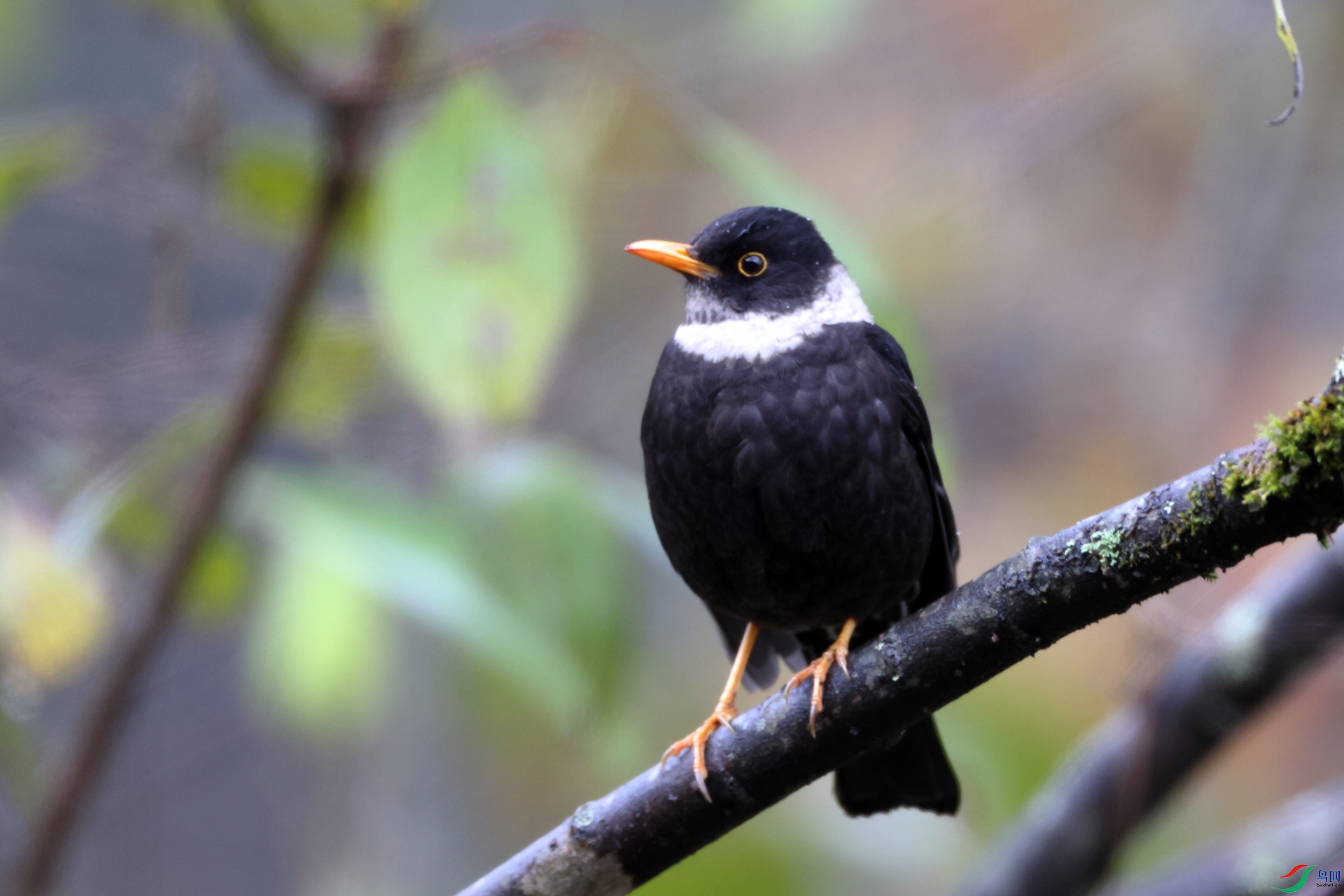 �׾��White-collared Blackbird