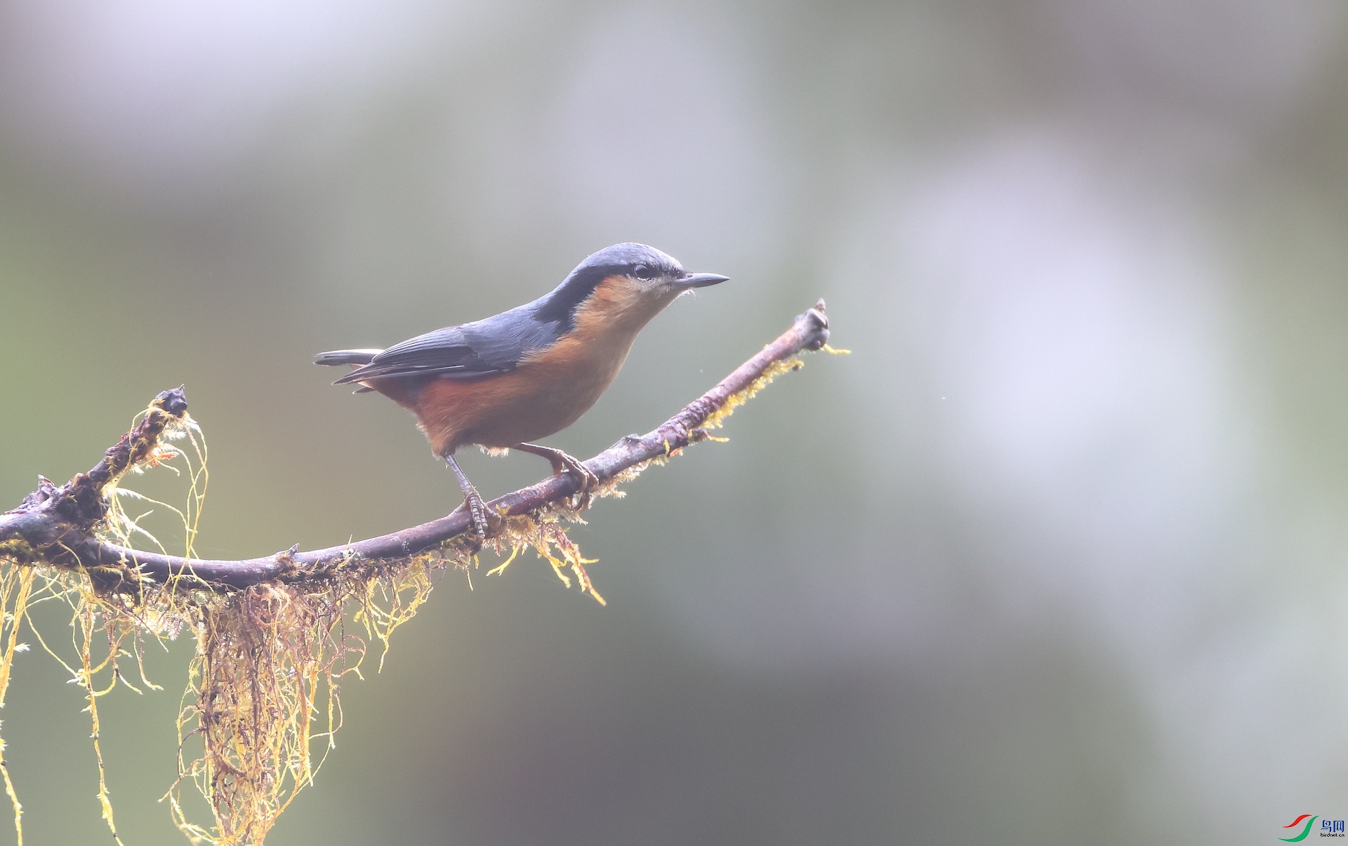 ��β��White-tailed Nuthatch