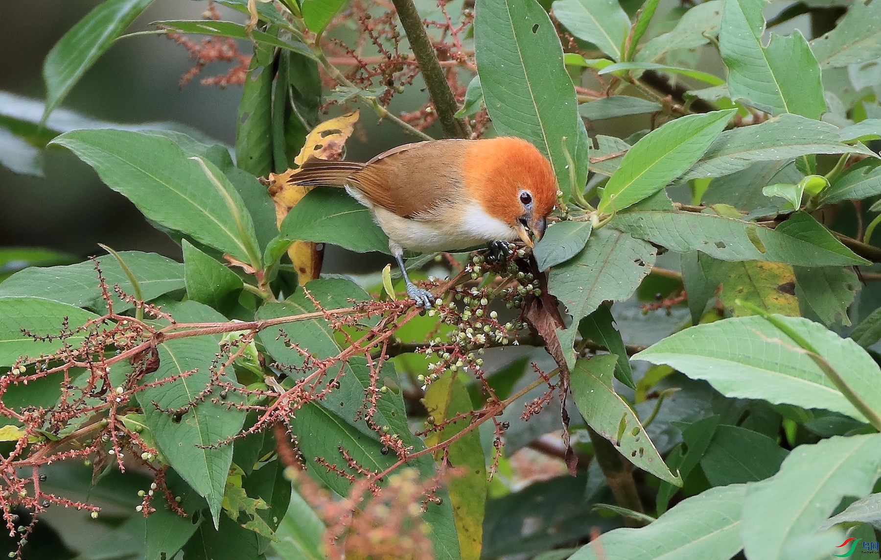 ����ѻȸWhite-breasted Parrotbill