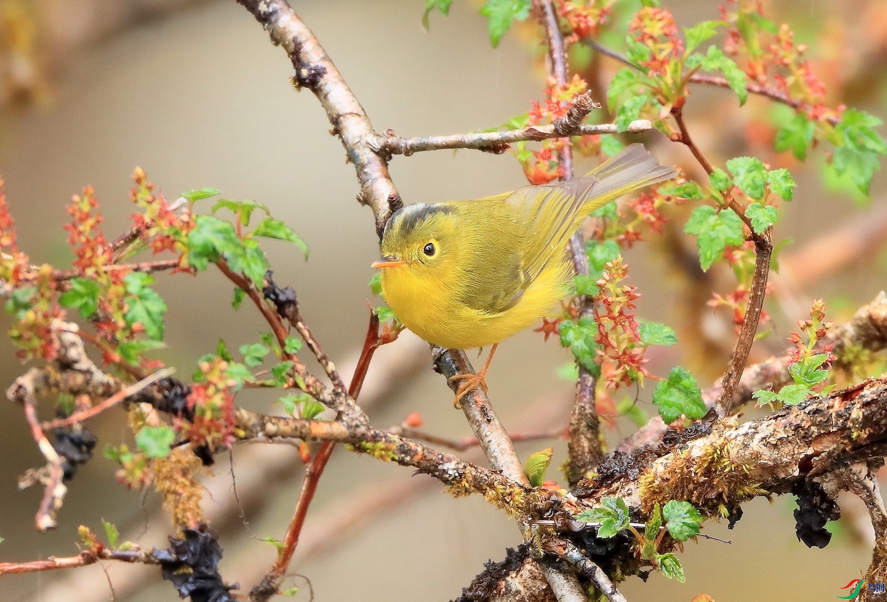 �����OݺBianchi's Warbler