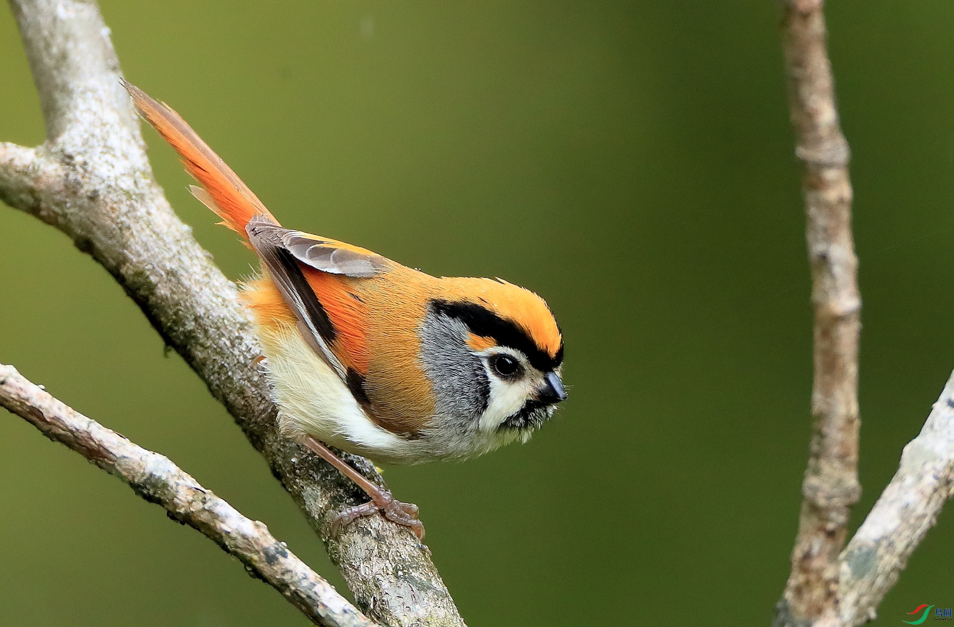 �ȶ�ѻȸBlack-throated Parrotbill