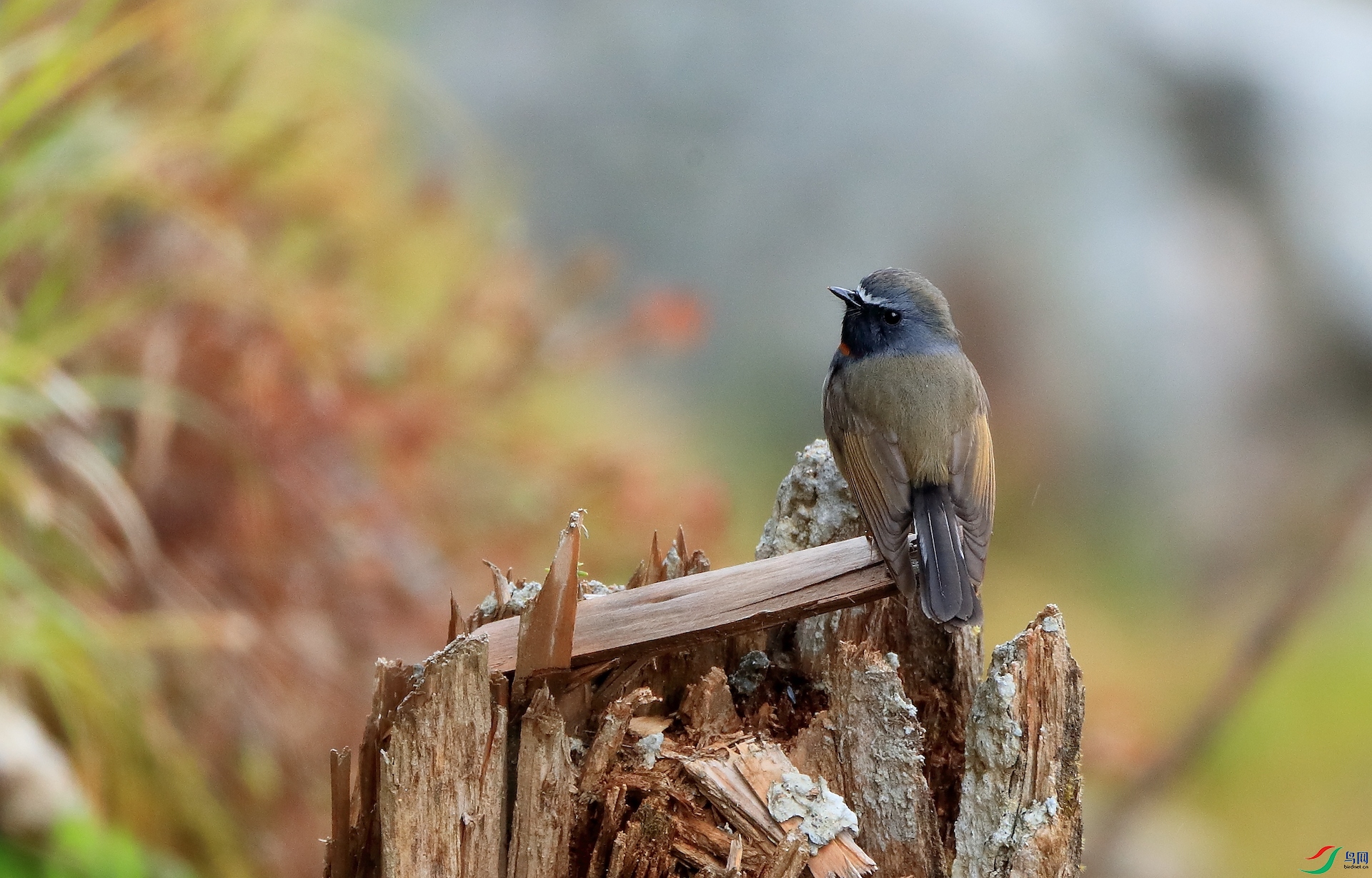 ���ؼ��ORufous-gorgeted Flycatcher