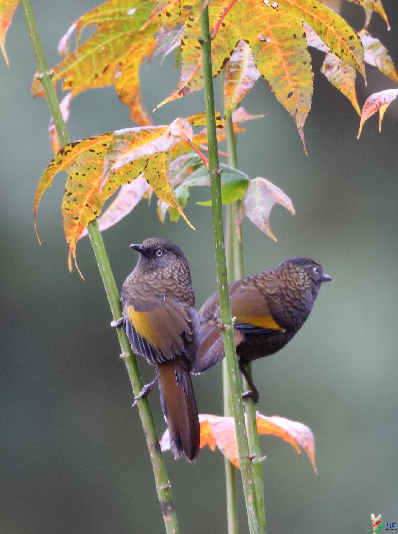 ��ɫ����Scaly Laughingthrush