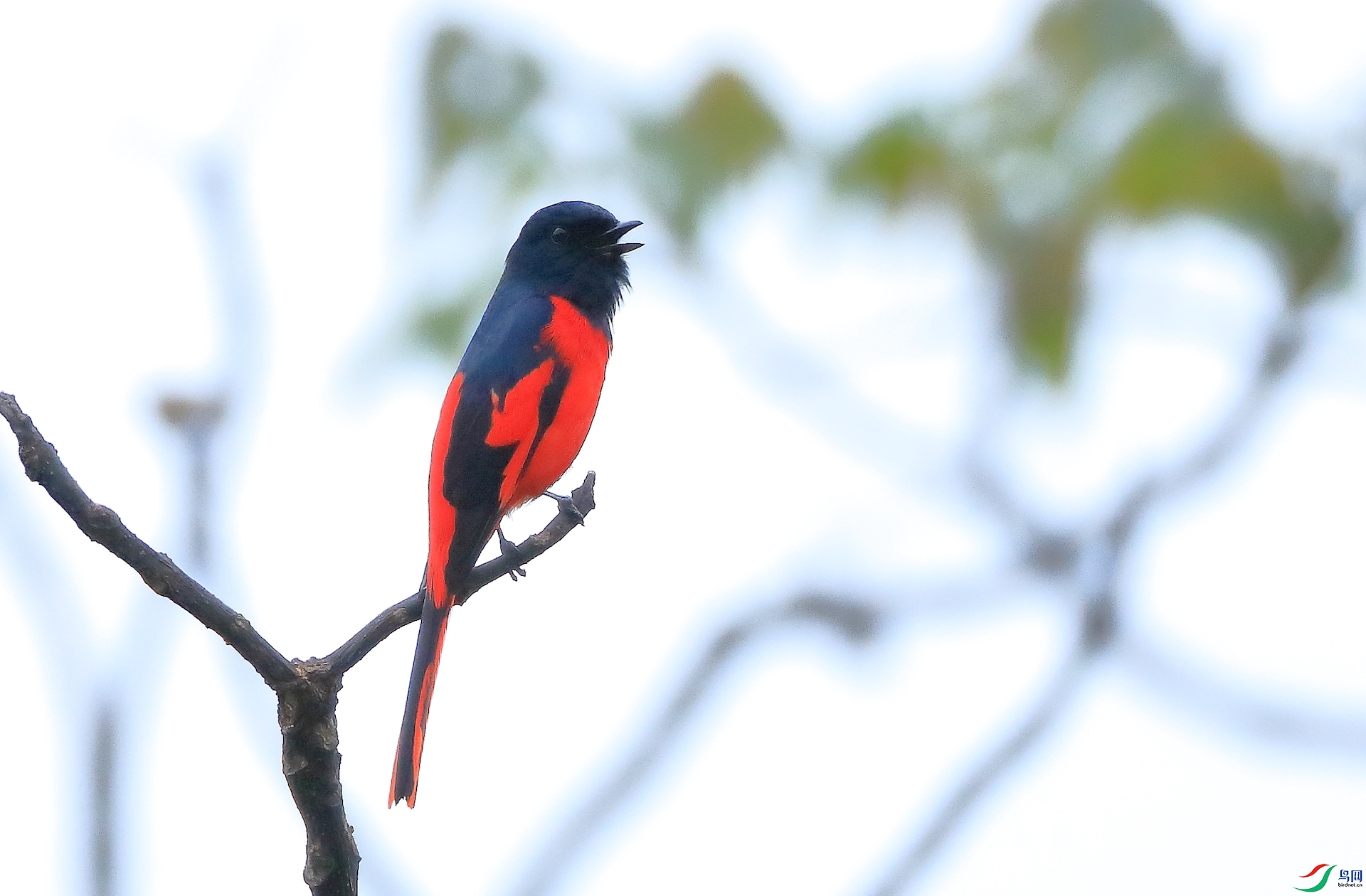 ����ɽ����Short-billed Minivet