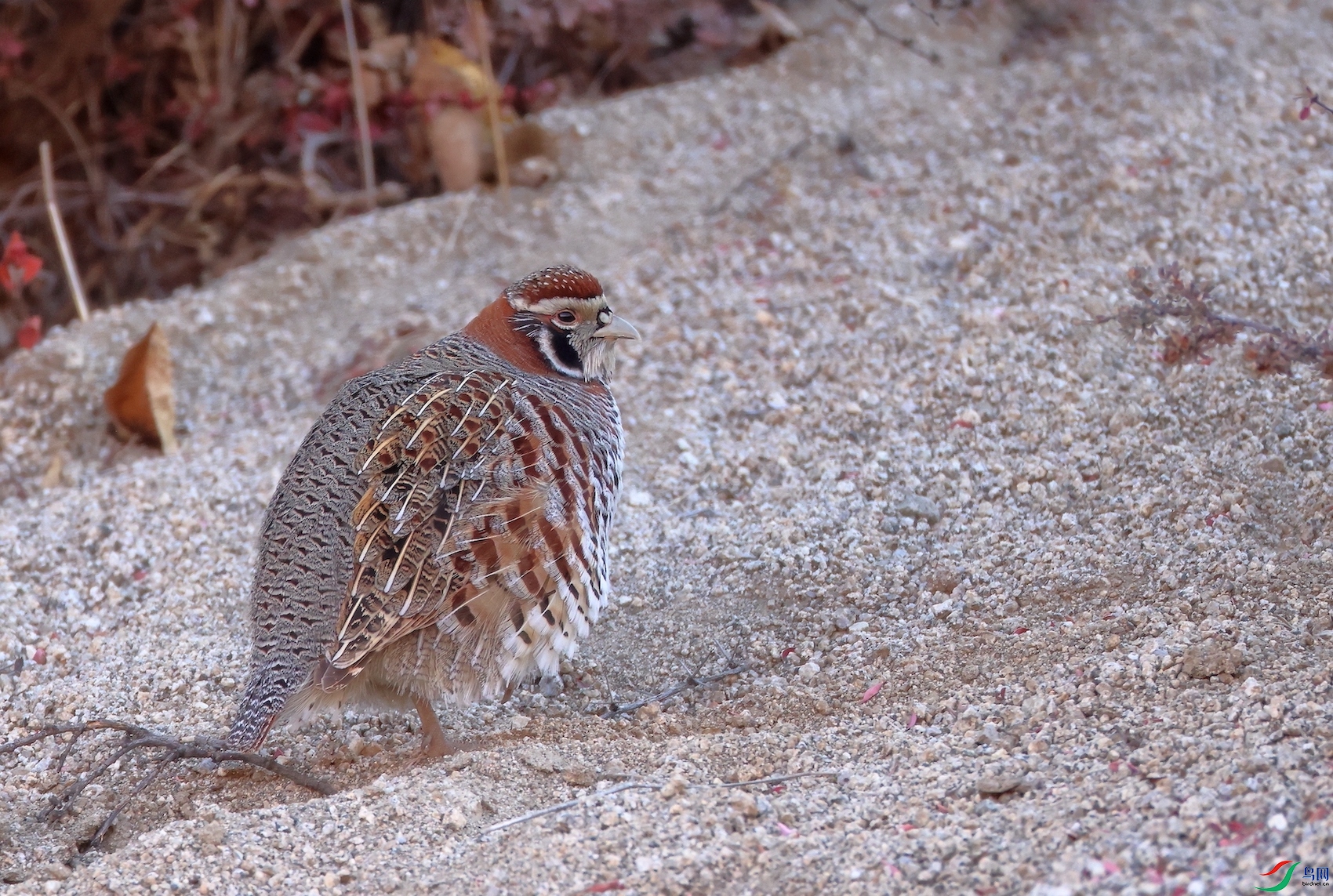 ��ԭɽ��**an Partridge