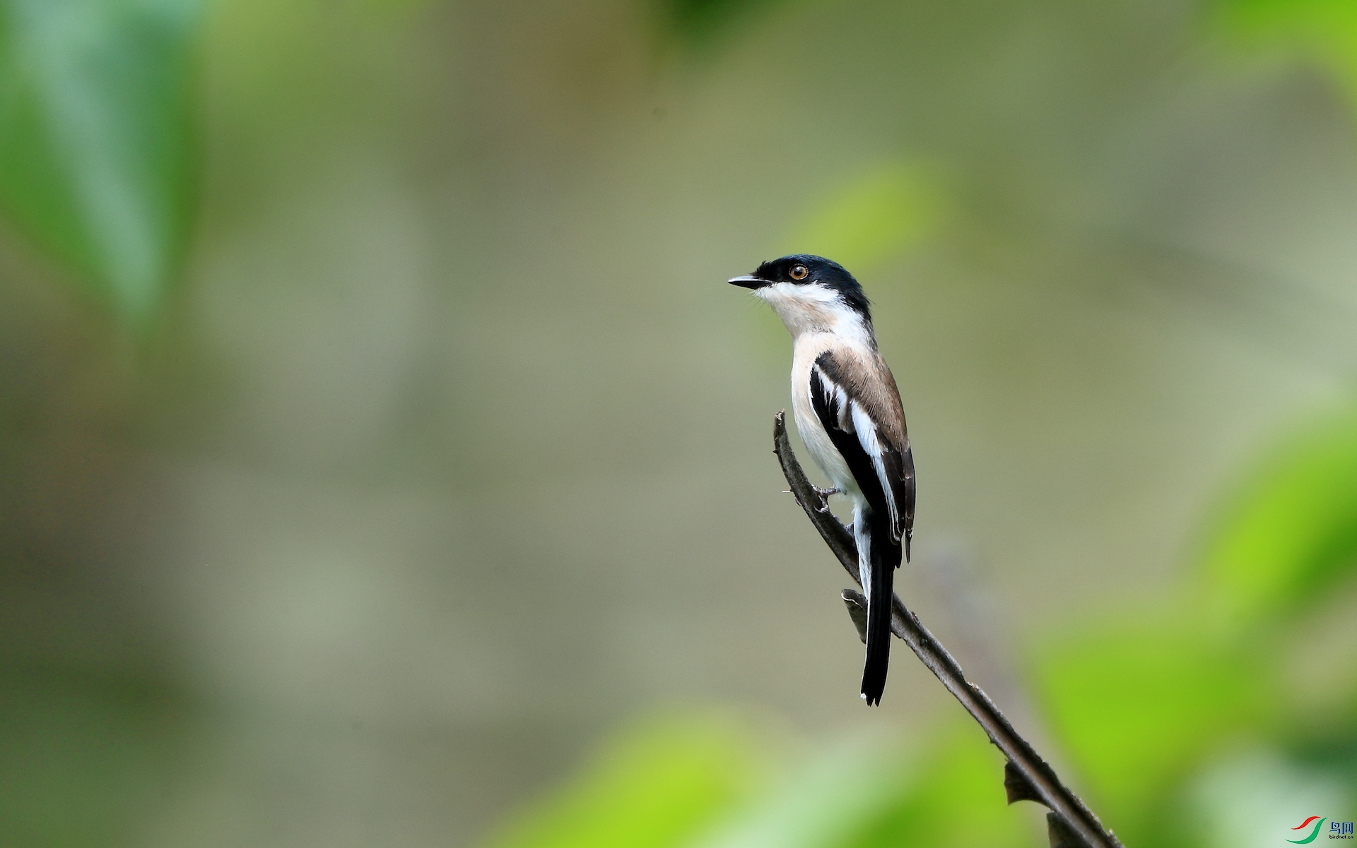 �ֱ��l�VBar-winged Flycatcher-shrike