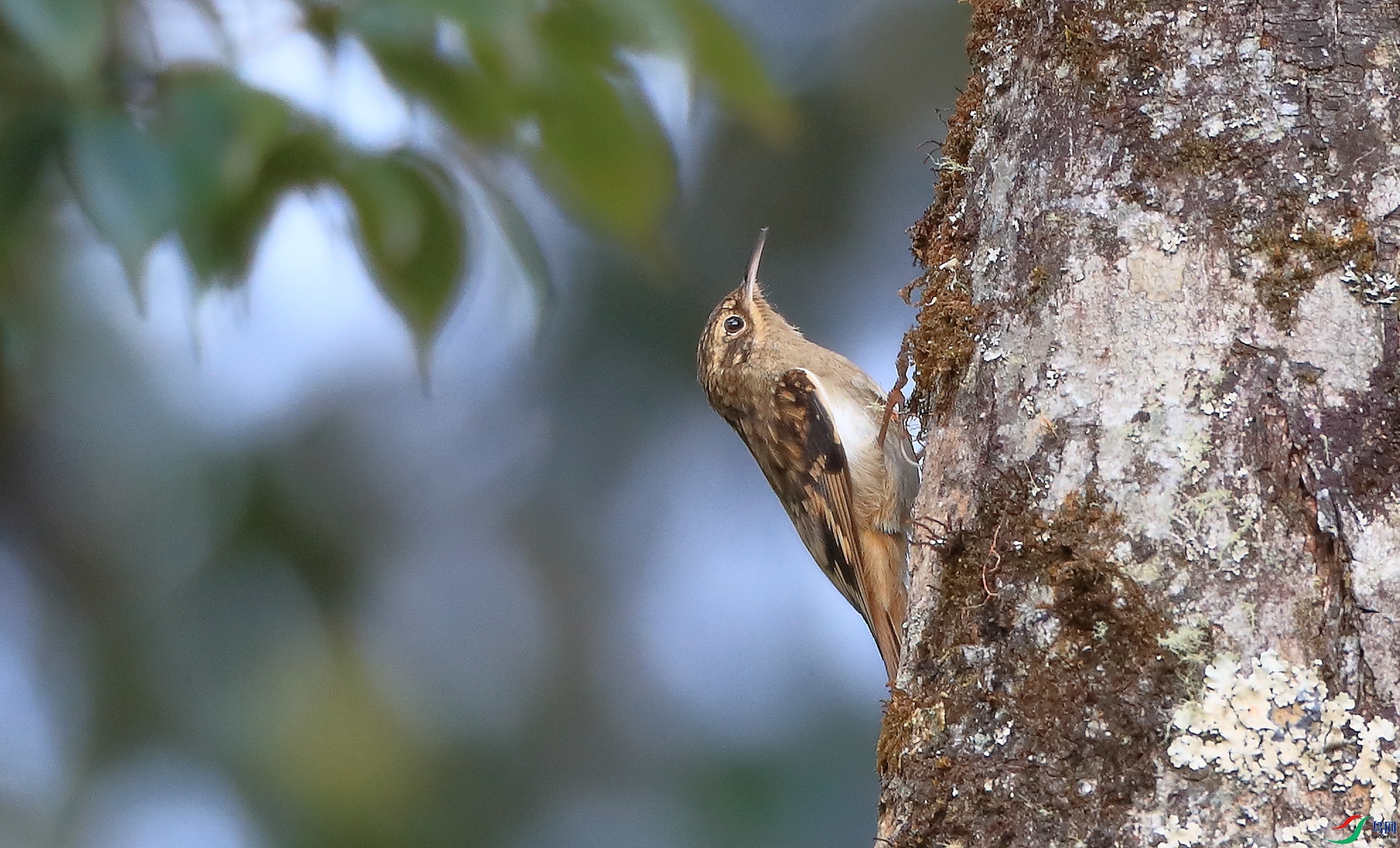 �ֺ���ľȸSikkim Treecreeper