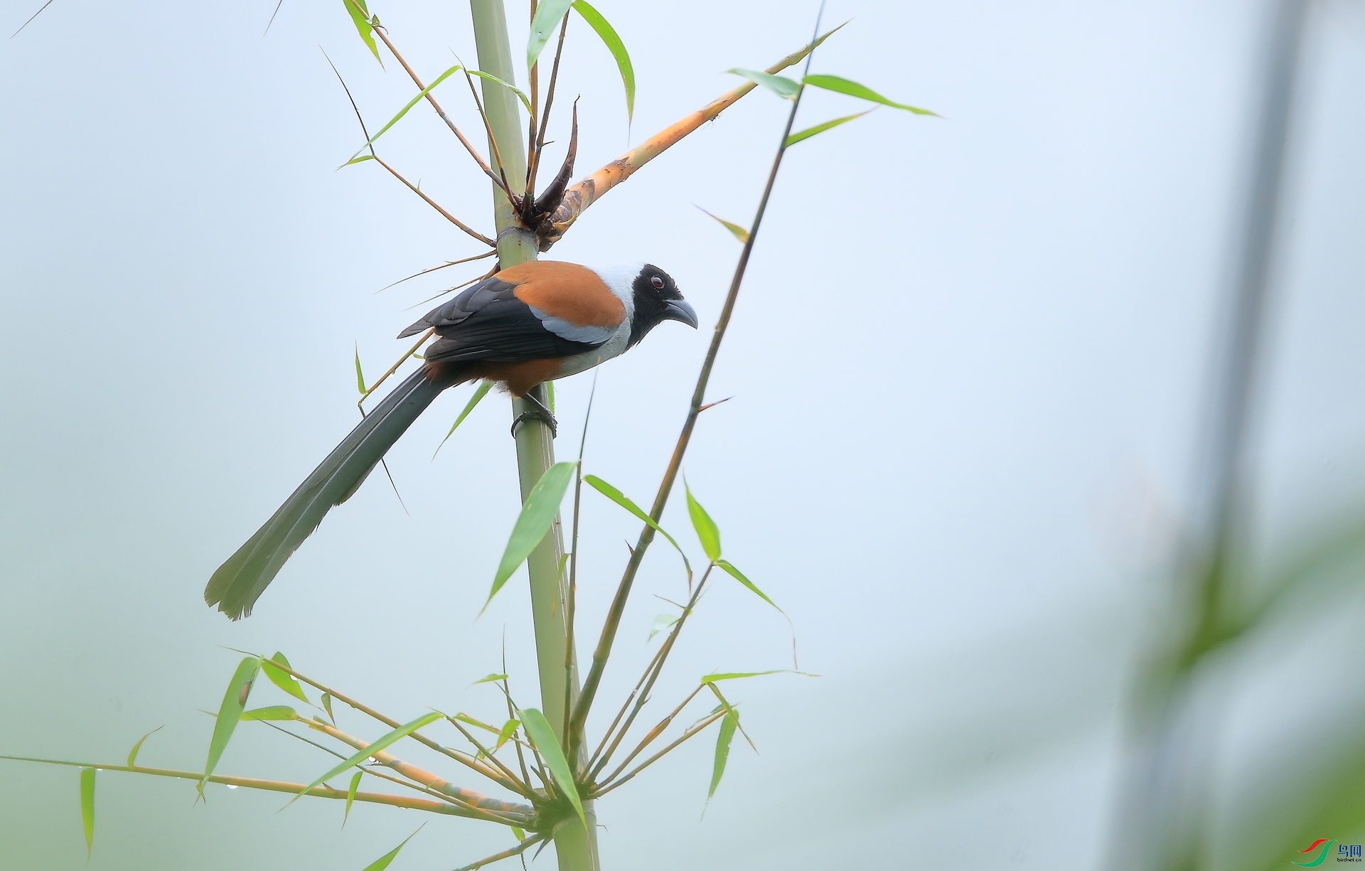 �ڶ���ȵCollared Treepie