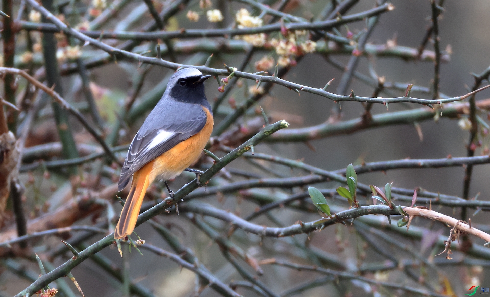 �ں���β�Hodgson's Redstart