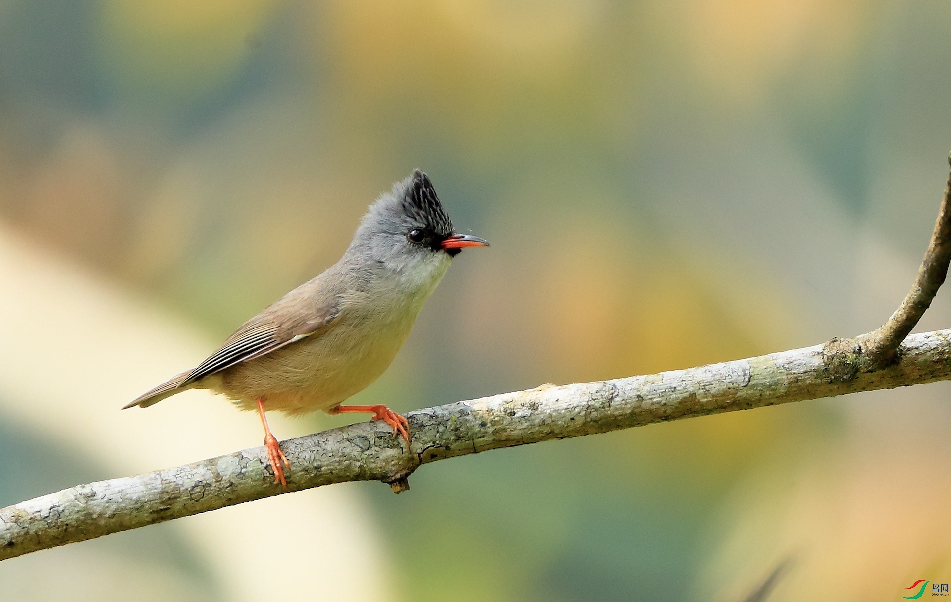 ������Black-chinned Yuhina