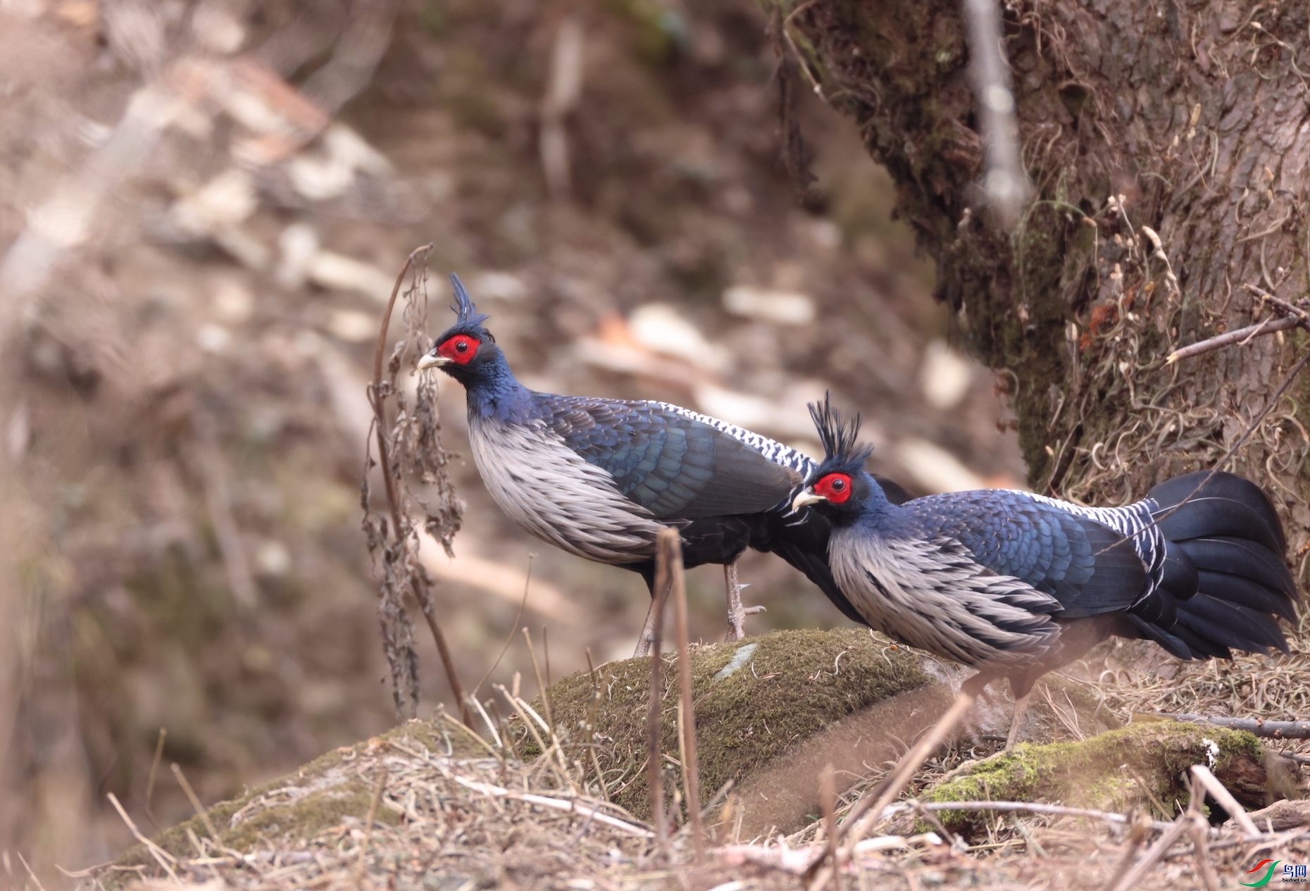 ����Kalij Pheasant
