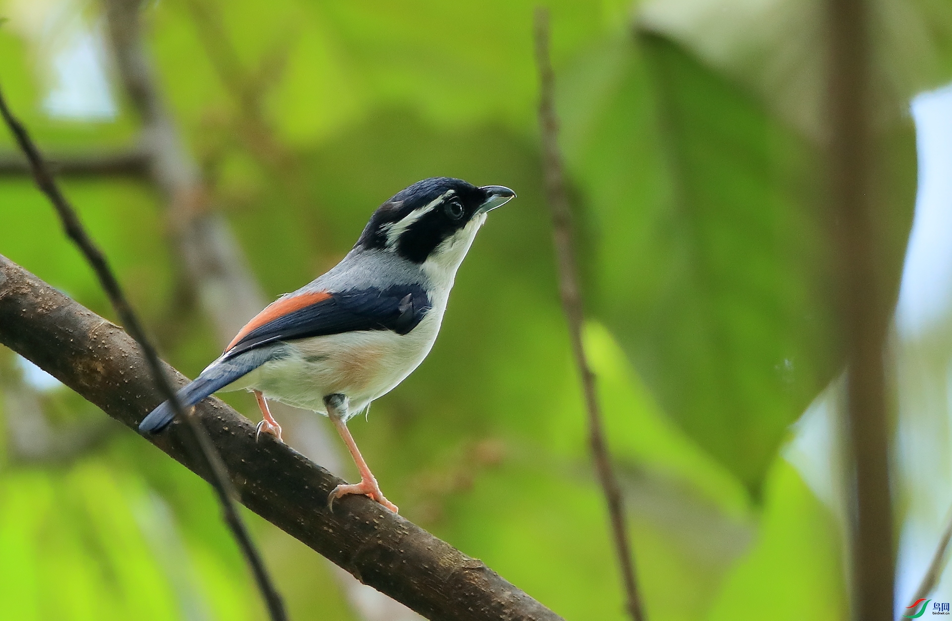 ����V��Blyth's Shrike-Babbler