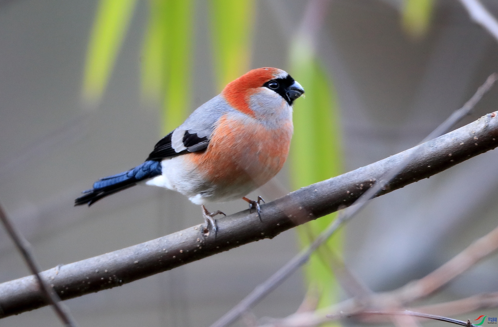 ��ͷ��ȸRed-headed Bullfinch