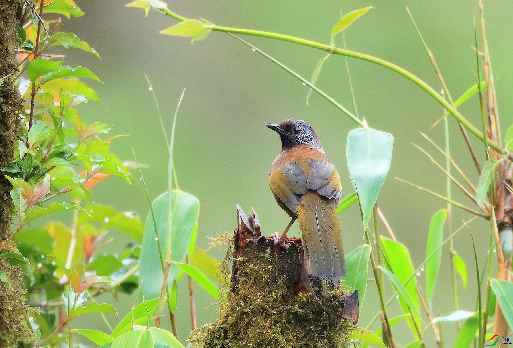 ��ͷ����Chestnut-crowned Laughingthrush