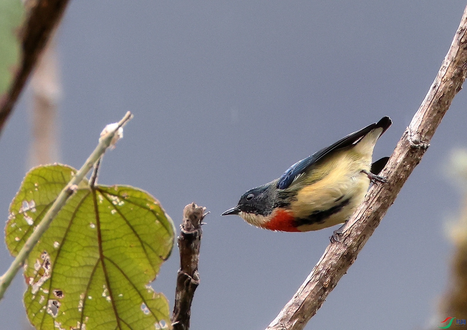 �����Ļ���Fire-breasted Flowerpecker