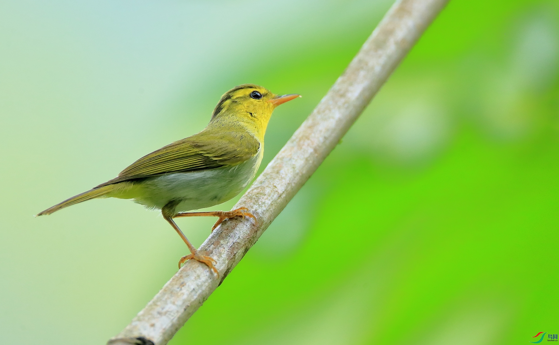 ������ݺYellow-vented Warbler