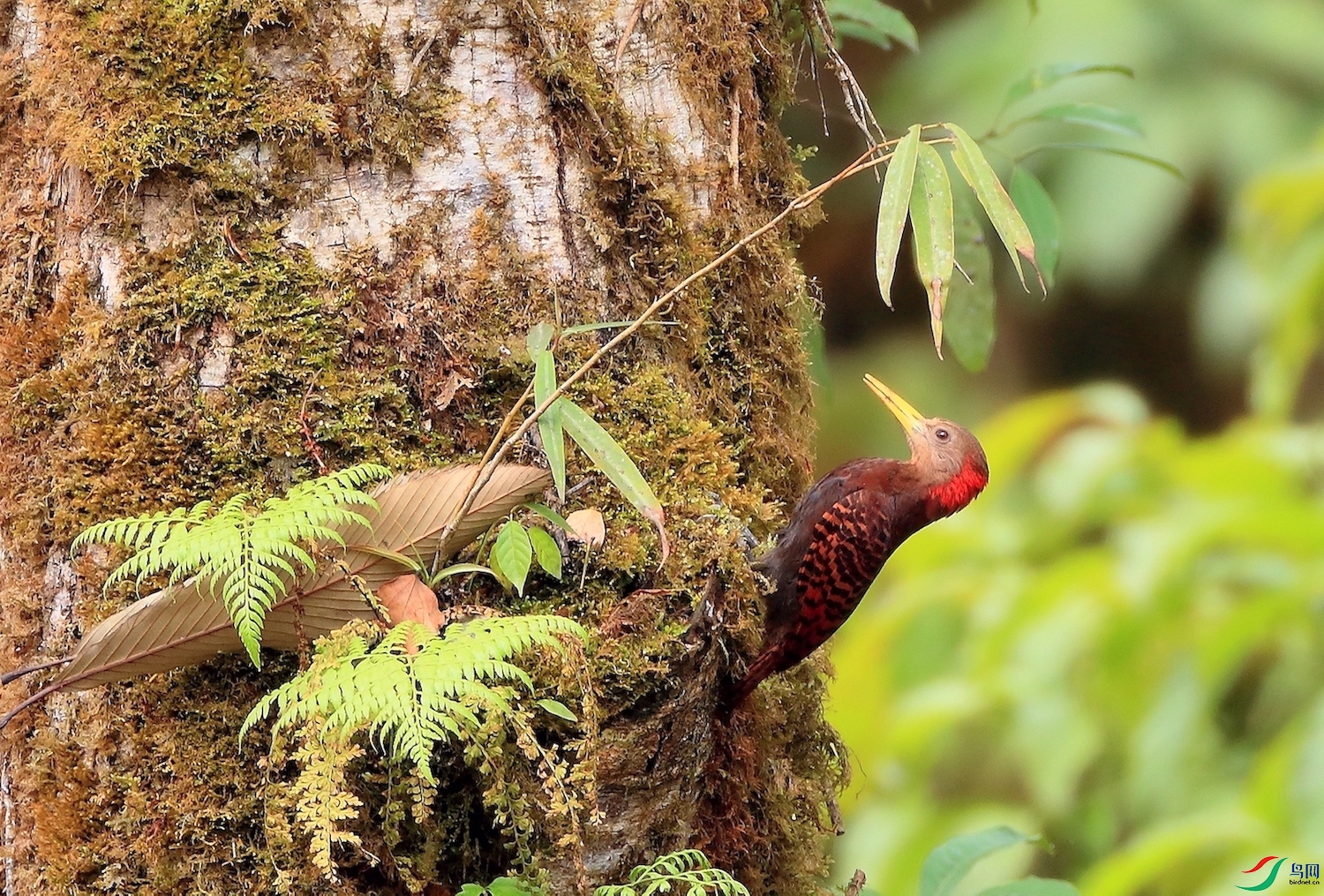 ��������ľ��Bay Woodpecker