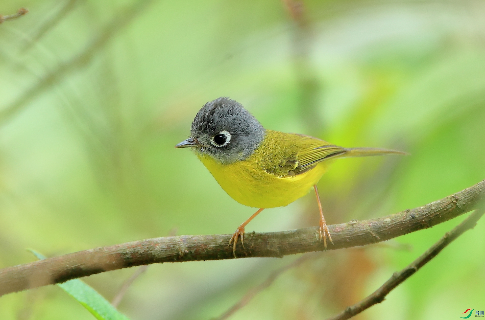 �����lݺGray-cheeked Warbler
