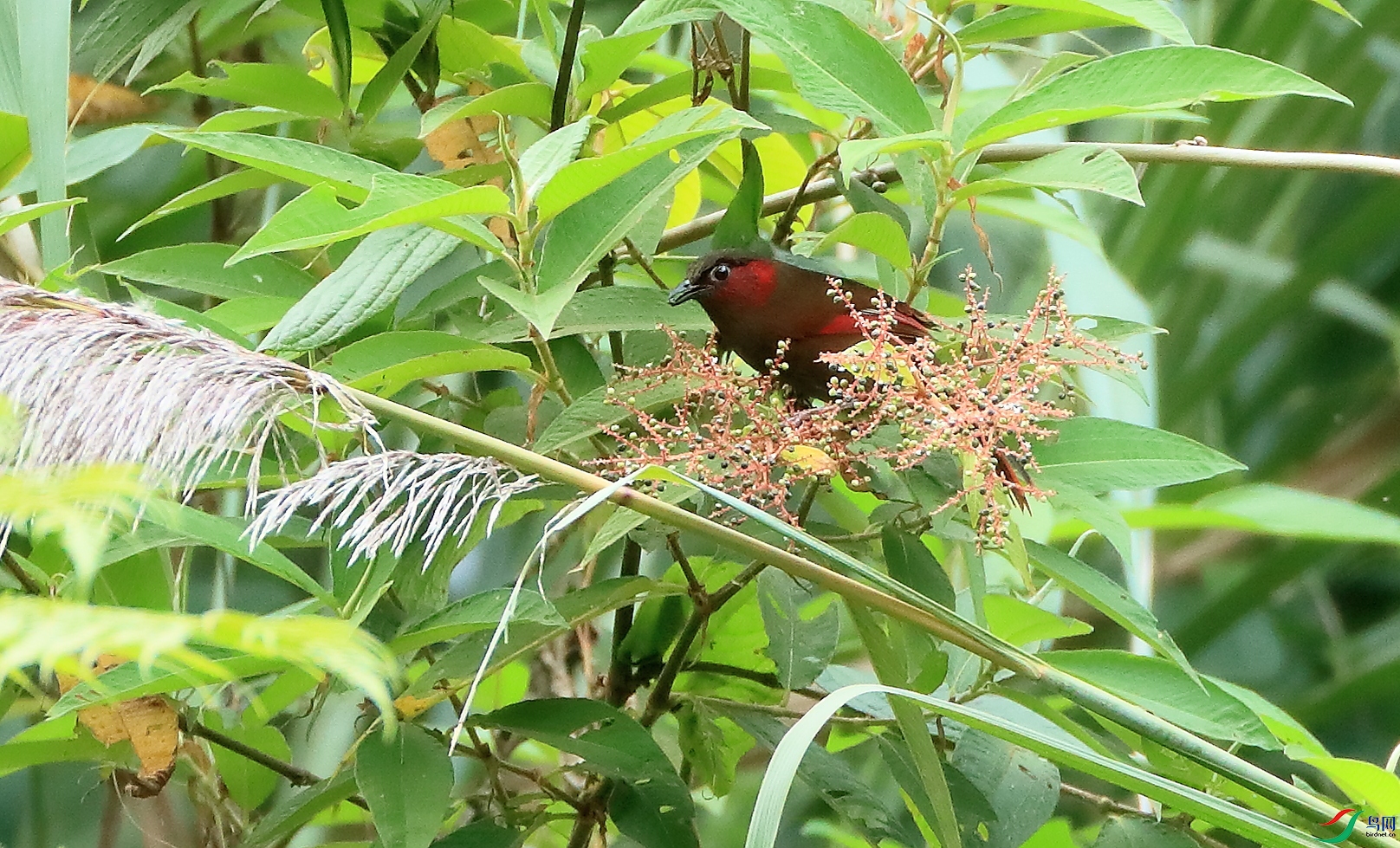��ͷ޴��Red-faced Liocichla