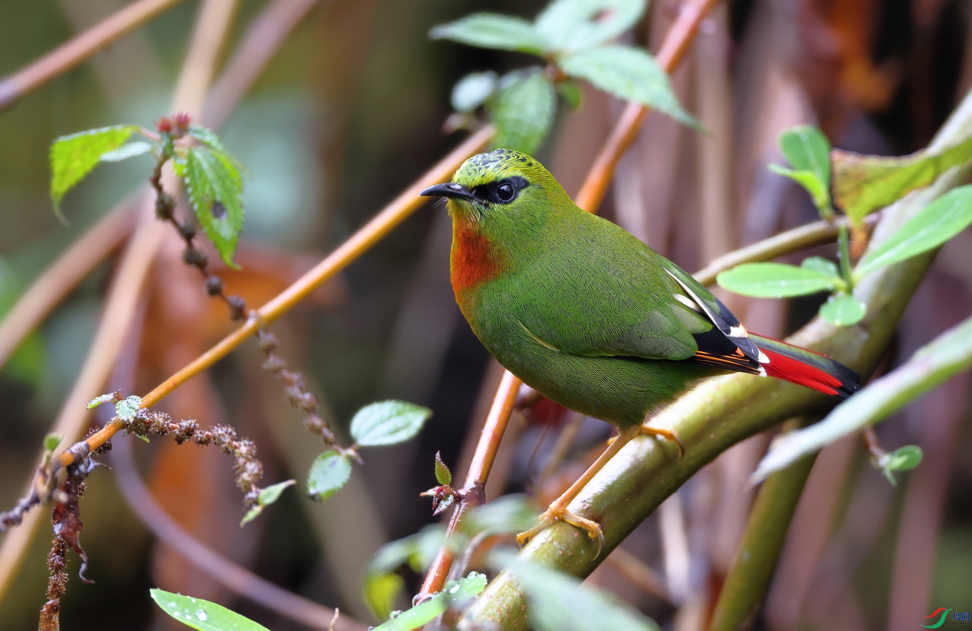 ��β����Fire-tailed Myzornis