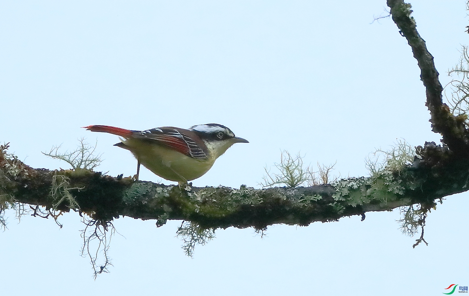 ��βϣ��Red-tailed Minla