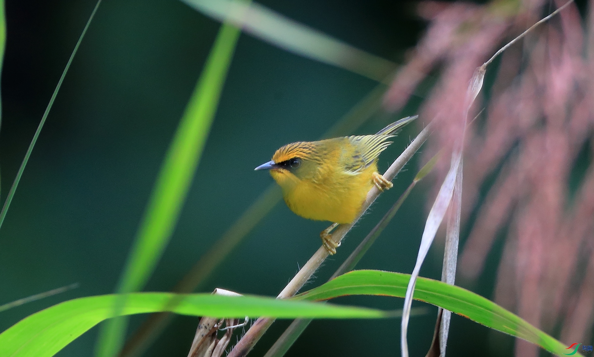 ��ͷ����Golden Babbler