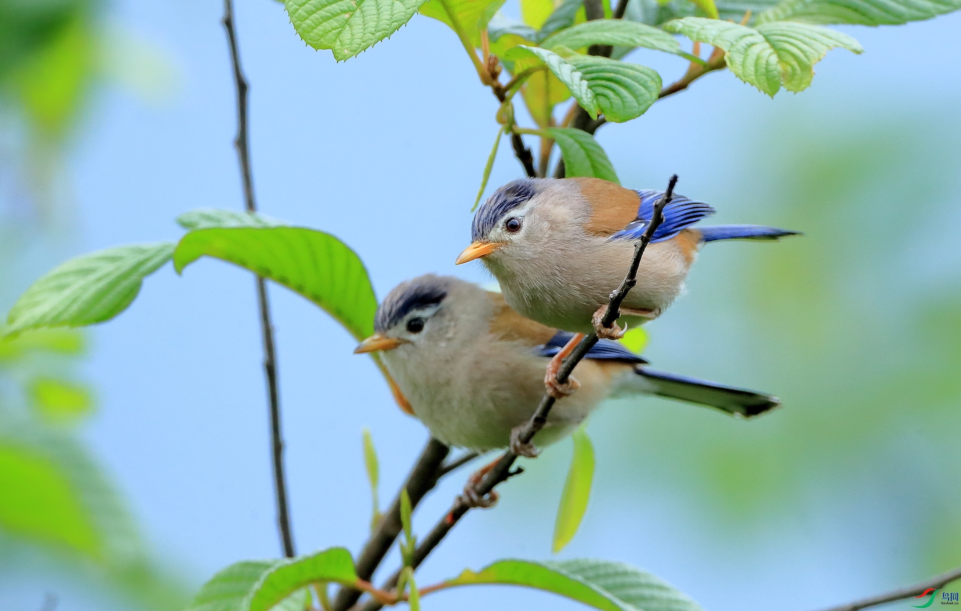 ����ϣ��Blue-winged Minla