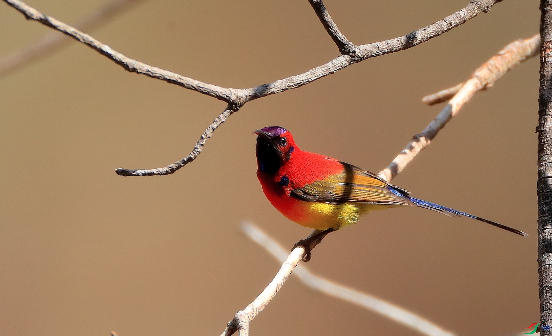 ����̫����Mrs. Gould's Sunbird