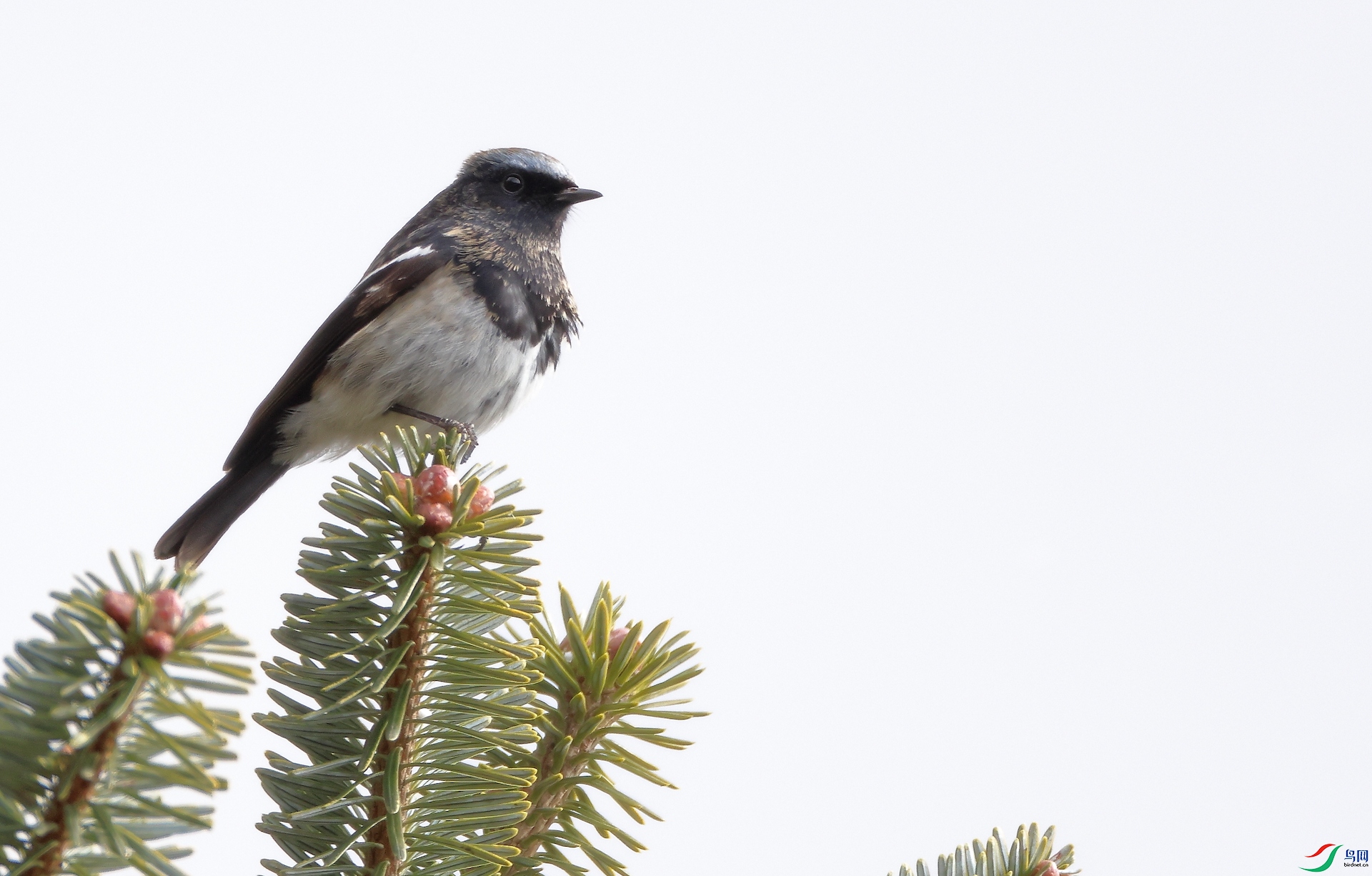 ��ͷ��β�Blue-capped Redstart