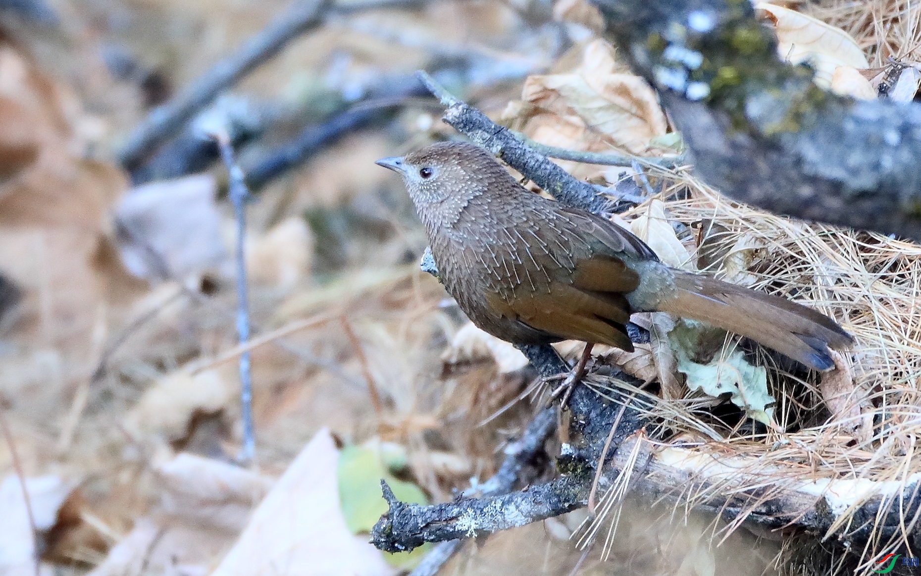 ��������Bhutan Laughingthrush