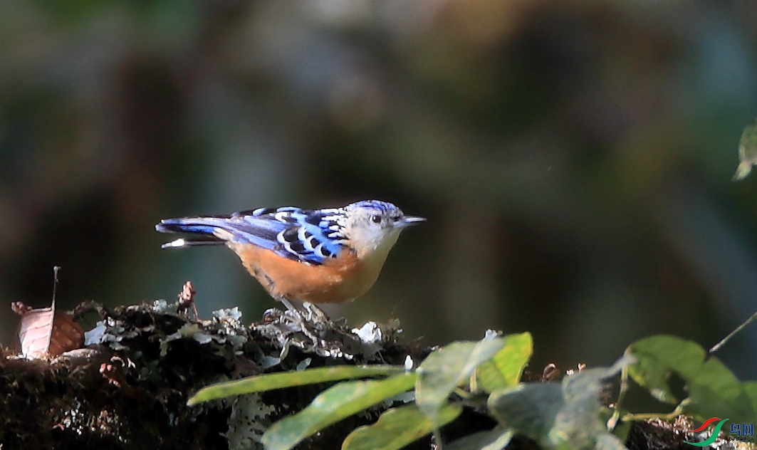 ����Beautiful Nuthatch����Σ��