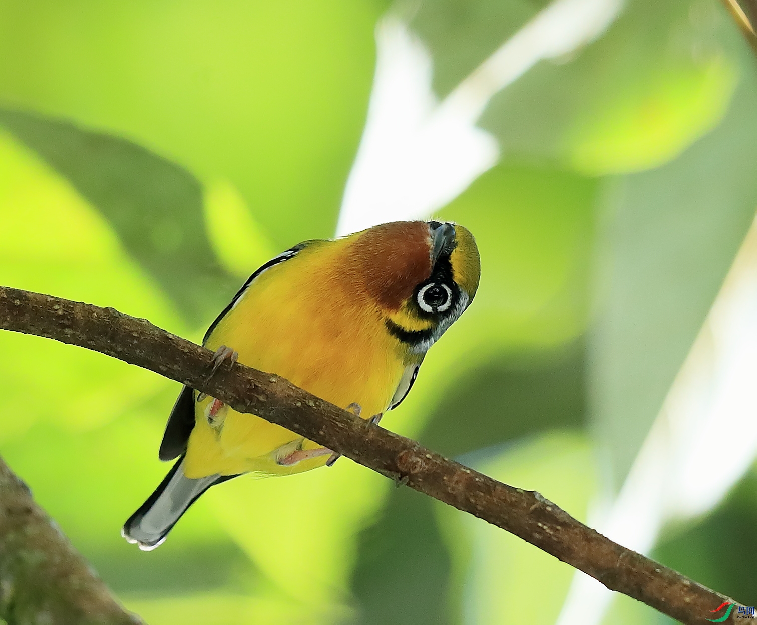 �����V��Black-eared Shrike-Babbler