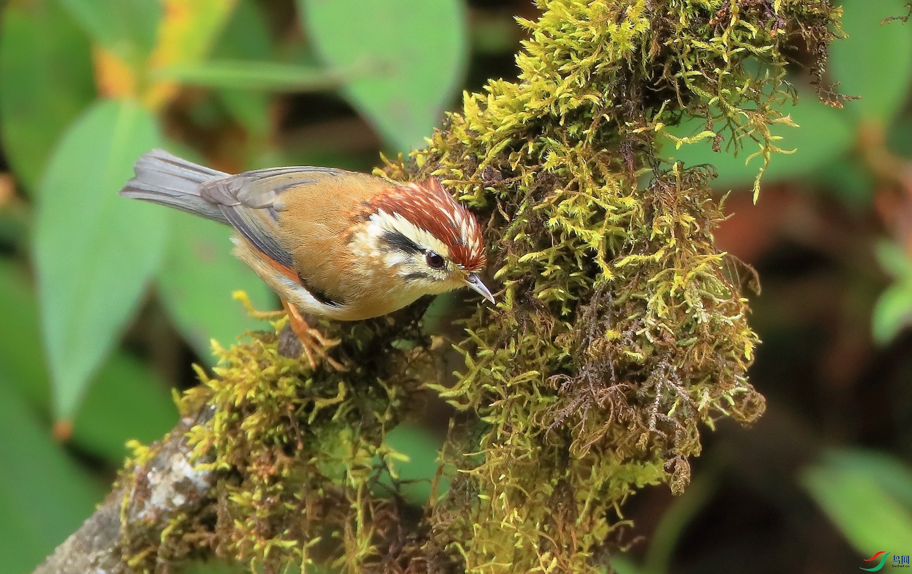 ��ͷȸ��Rufous-winged Fulvetta